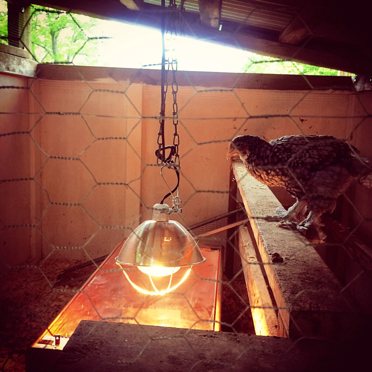 Eliot was moved from his small brooder to what used to be the home for the guinea fowl. 