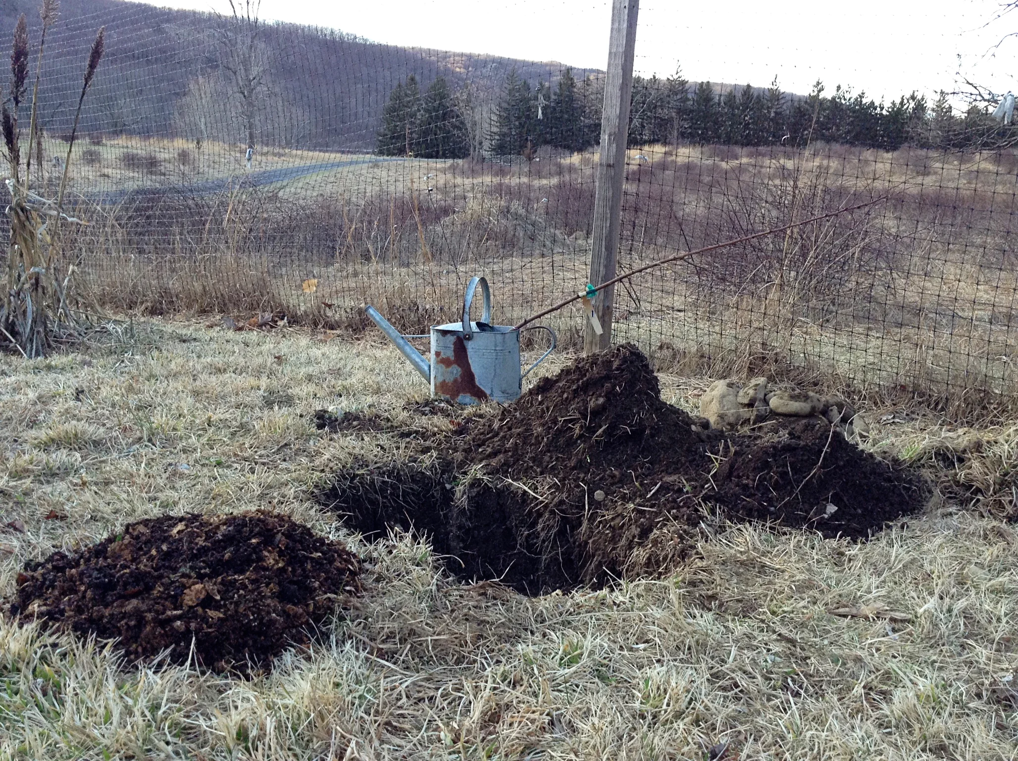 We planted a peach tree.