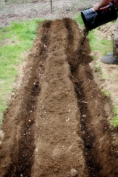 Dave planted potatoes.