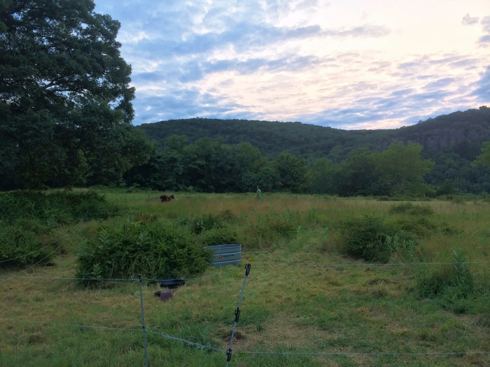 As sunset approaches, all that's left to do is get the halters off the girls. Unfortunately for the tired homesteaders, they think tag is fun.