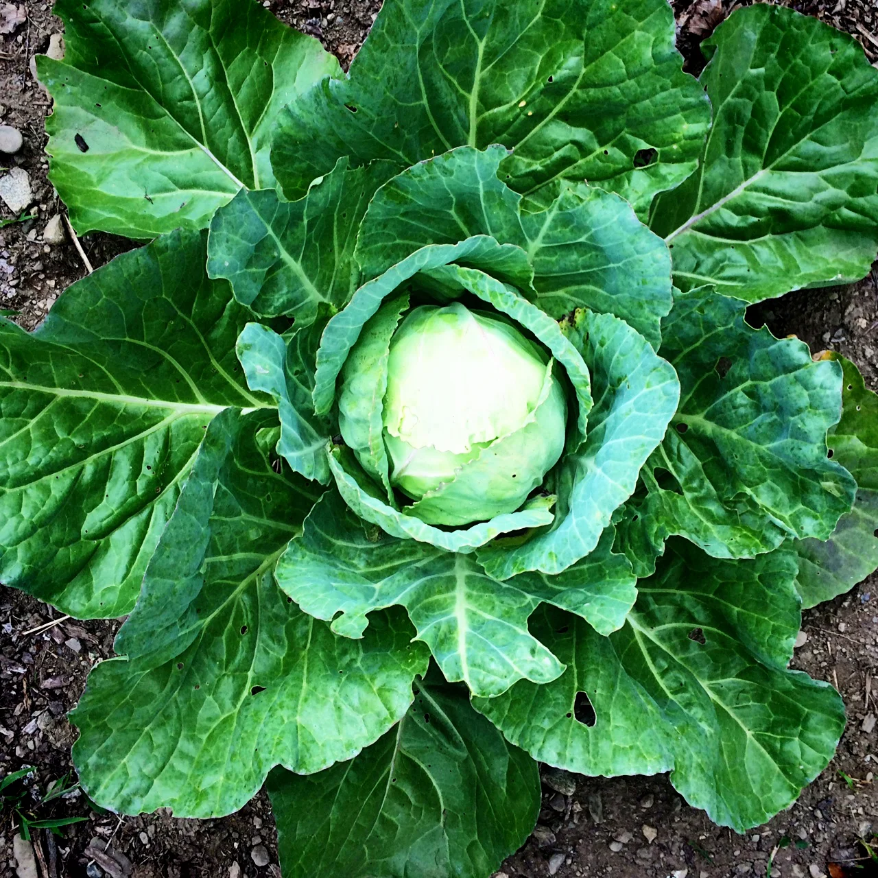 I was amazed at how beautiful the cabbages were.