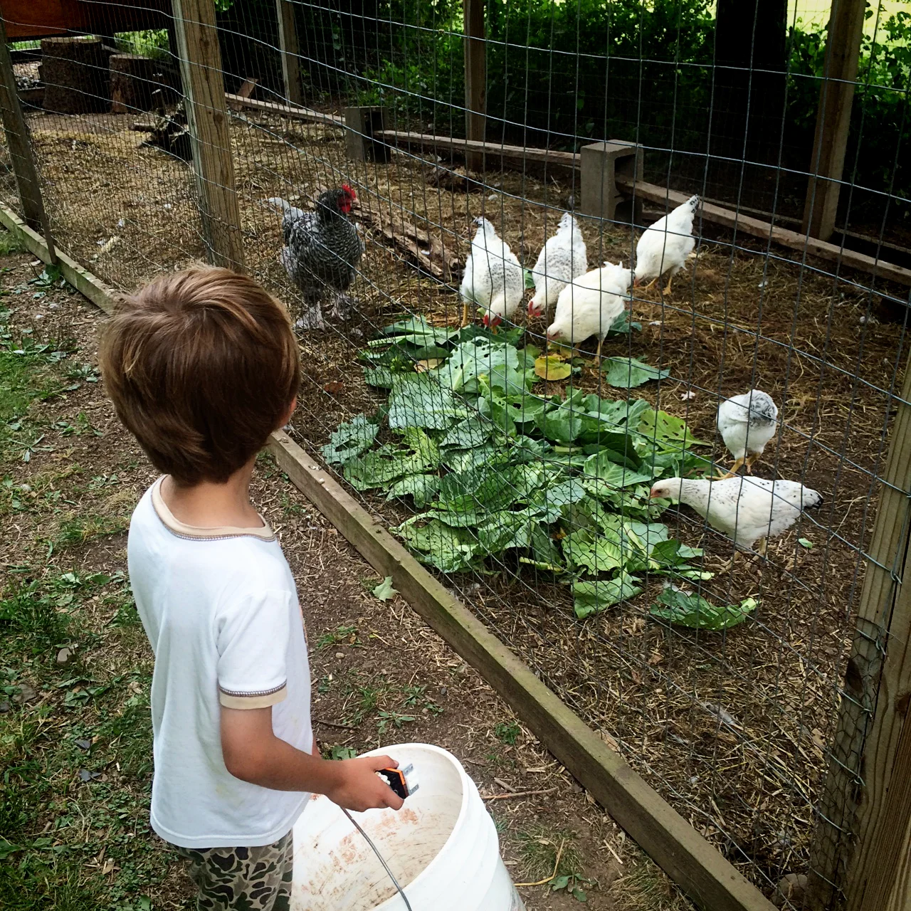 ....and gave them to the chickens.