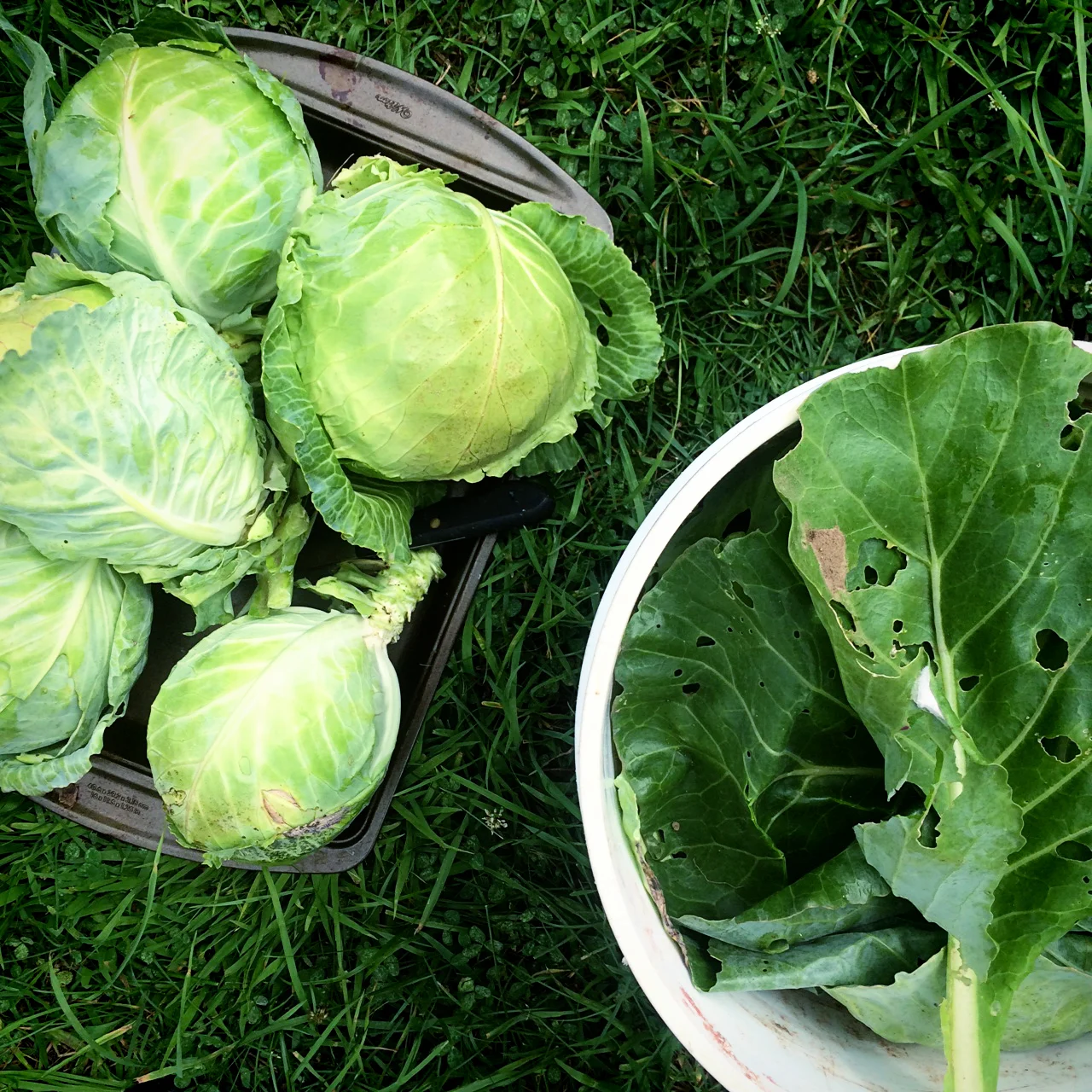 Recipes from the cabbage patch
