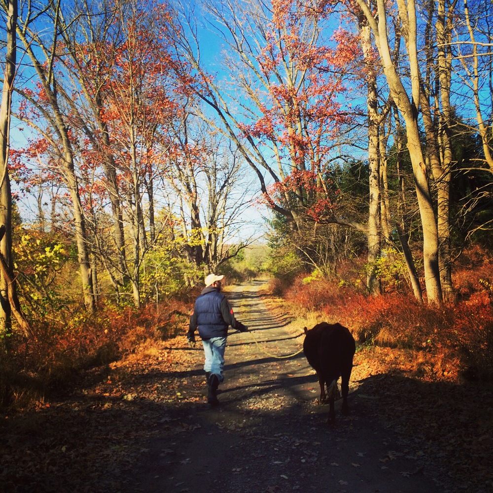 Dave led Maple down the old road.