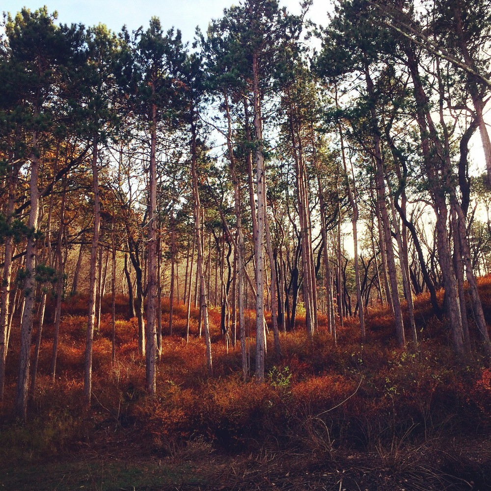 We passed a beautiful stand of red pine.