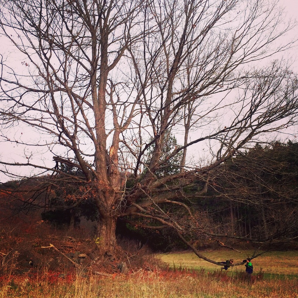 There was some monkeying around by an old oak that seemed to have a branch bent down just for little boys.