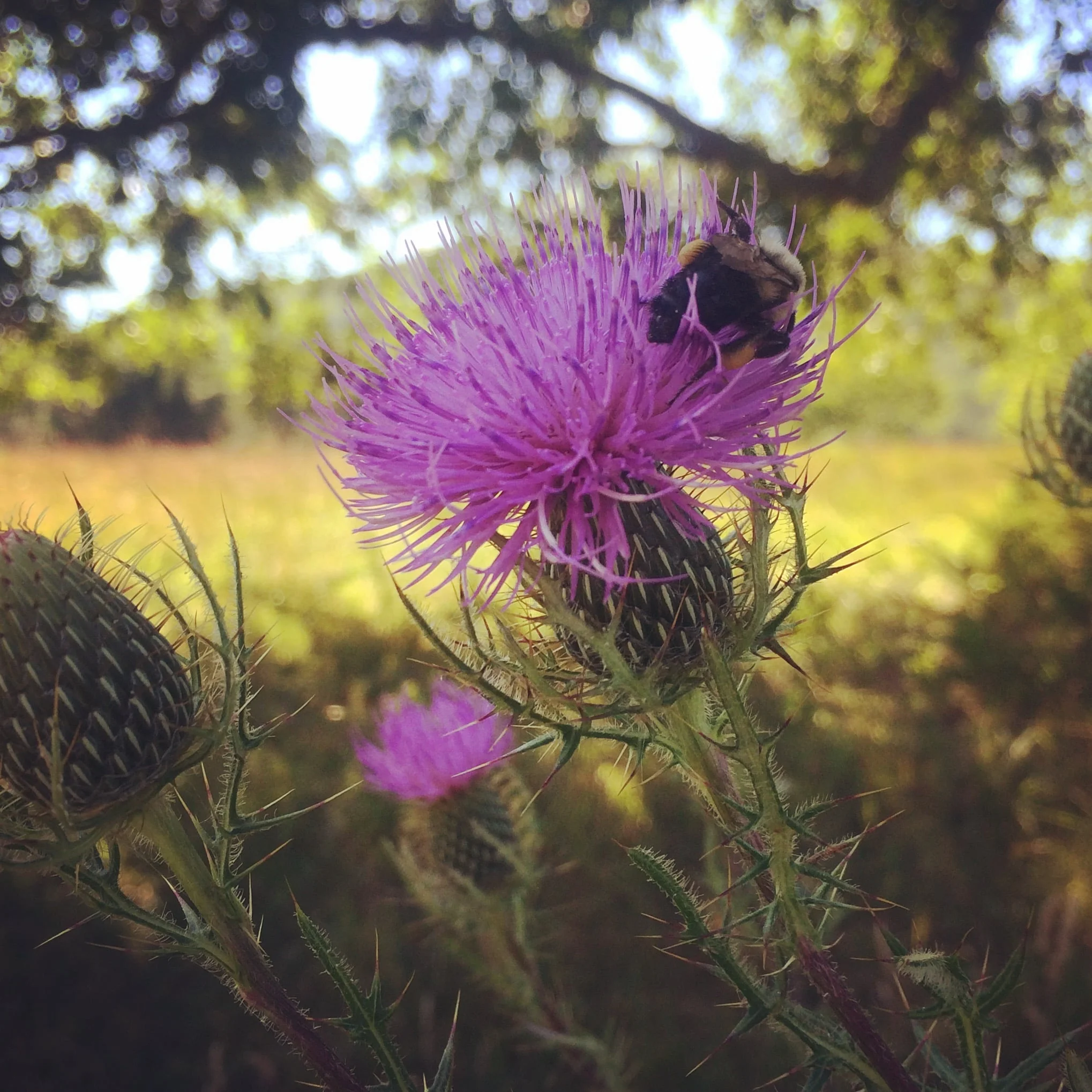 Burns Night or: How I Learned to Stop Worrying and Love Haggis