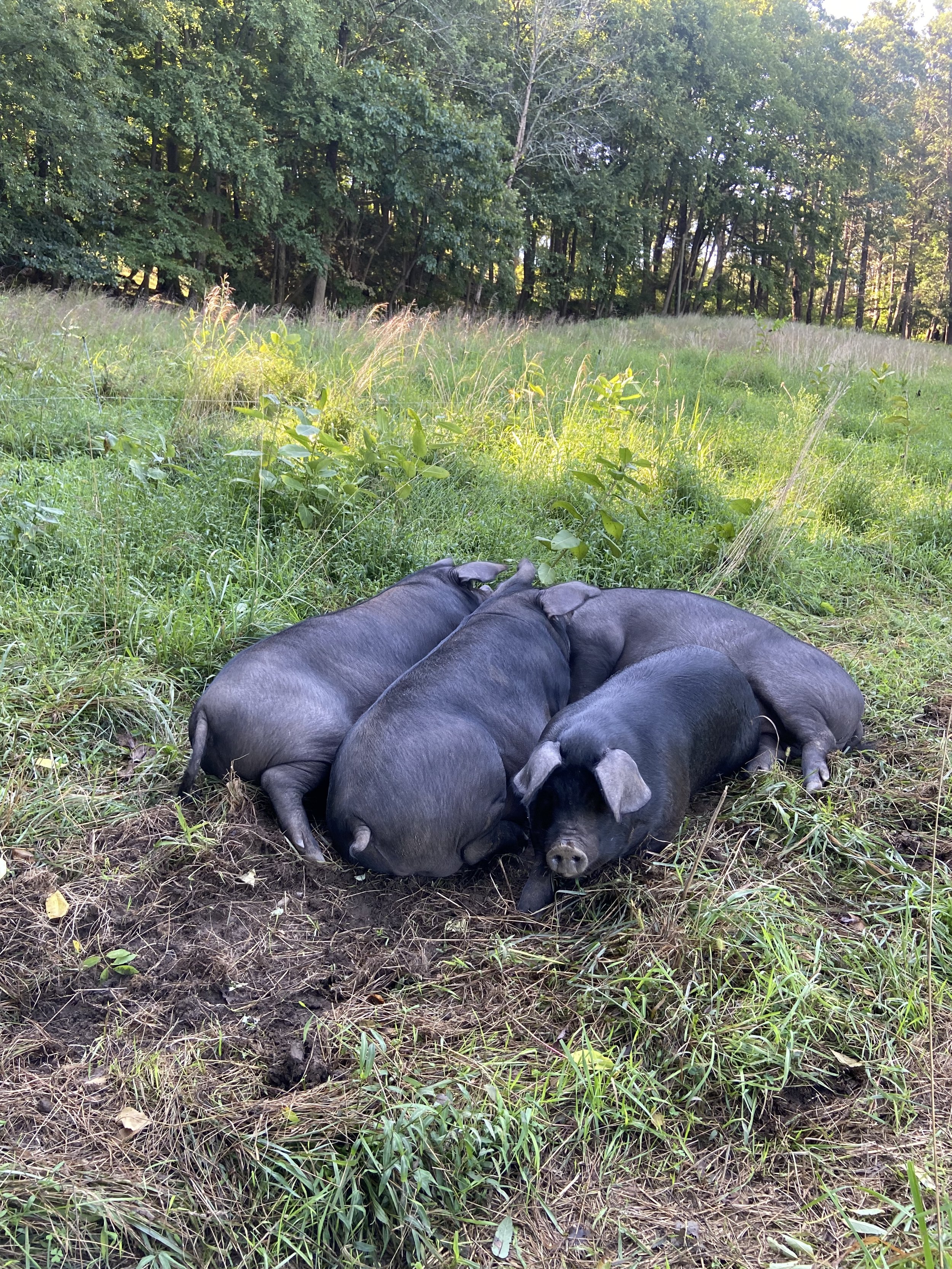 fall2021pigs8.jpg