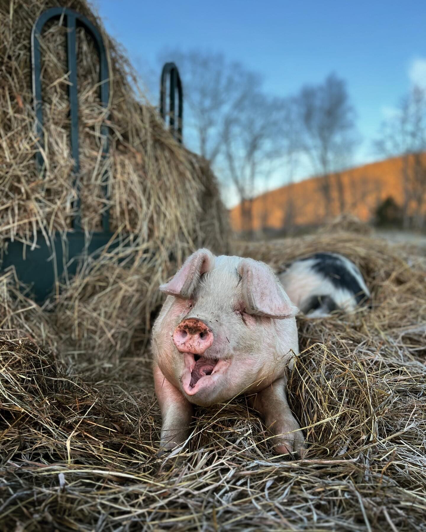 The pigs moved to the cows&rsquo; winter pasture last night. They are so cozy in the giant (composting and warm!) pile of waste hay. #ArdenPigs #BigYawn