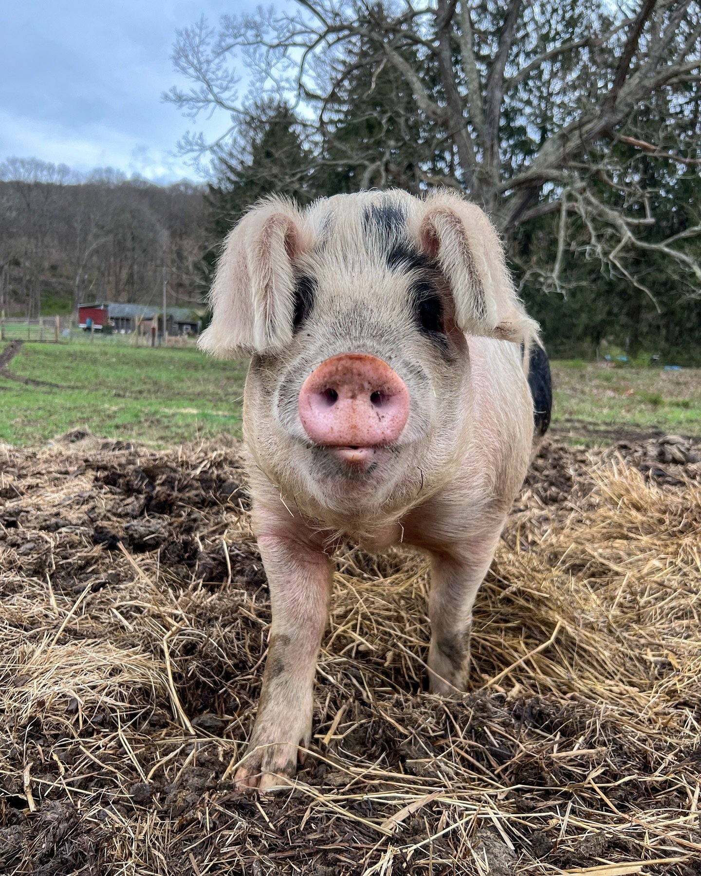 Are you in the Hudson Valley and interested in eating lovingly-raised pastured pork? Our pork share email list gets a three day head start when we open orders for spring shares (and the email will be going out this week!). Join the list at the link i