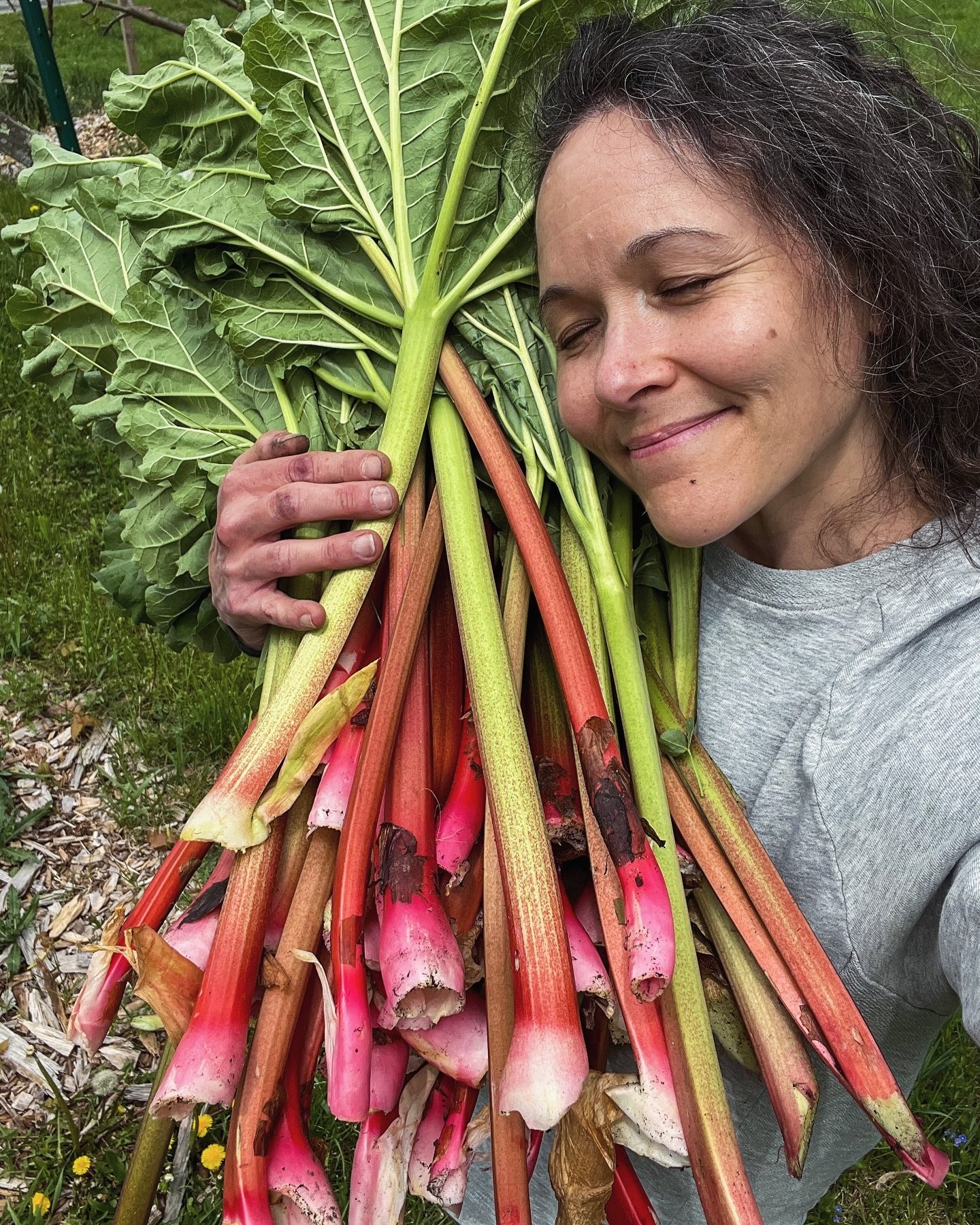 Have you hugged your rhubarb lately? #AnnualRhubarbAppreciationPost  #HudsonValley #rhubarb #harvest #ArdentHomesteader #HomesteadLife