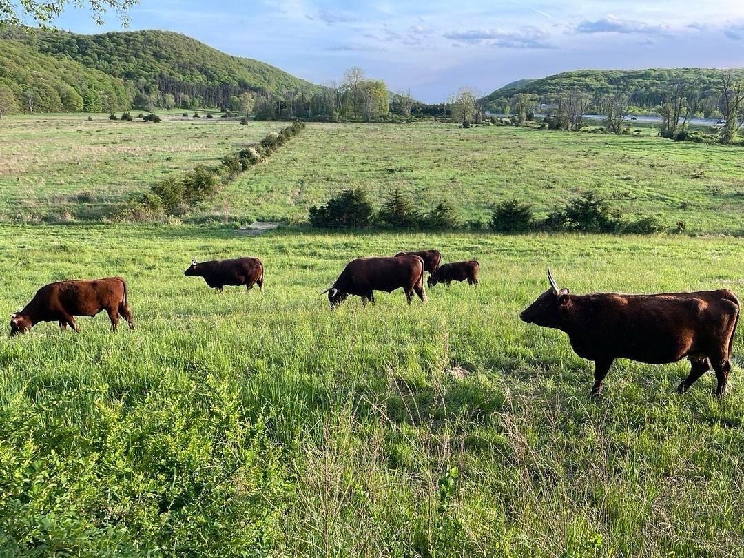 The #ArdenCows were walked three miles to our neighbor&rsquo;s fields over the weekend. Driving for daily check-ins and water deliveries is time consuming, but they adore this lush pasture and we are grateful for such wonderful grazing. The views don