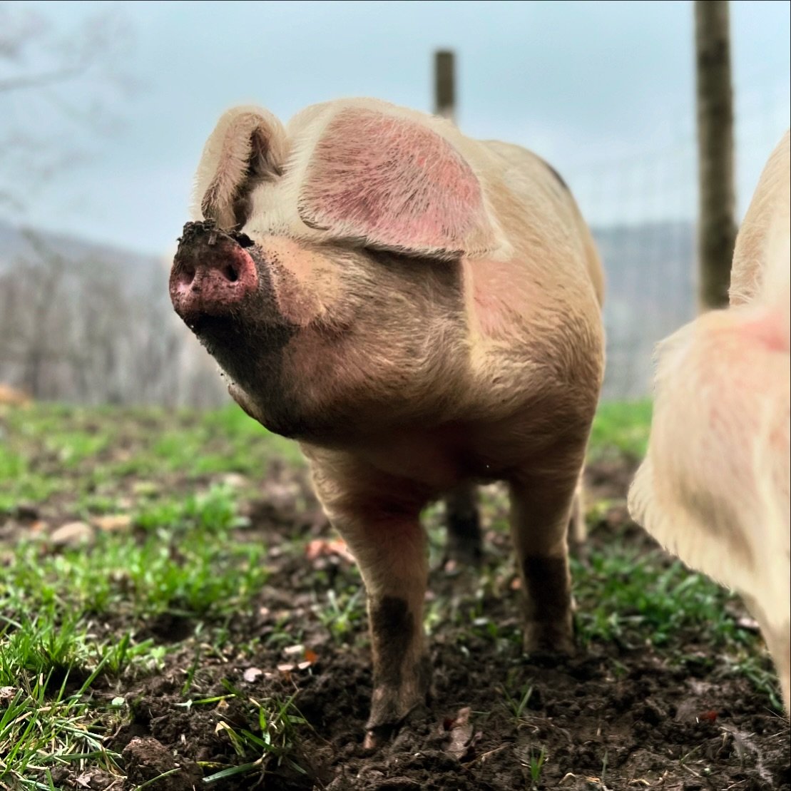 ONLY A FEW SPRING PORK SHARES LEFT. If you are in the Hudson Valley and interested in meat from animals that led happy lives, this note is for you: 

We are now accepting orders for our spring shares (meat harvested this week, ready mid-late June). 
