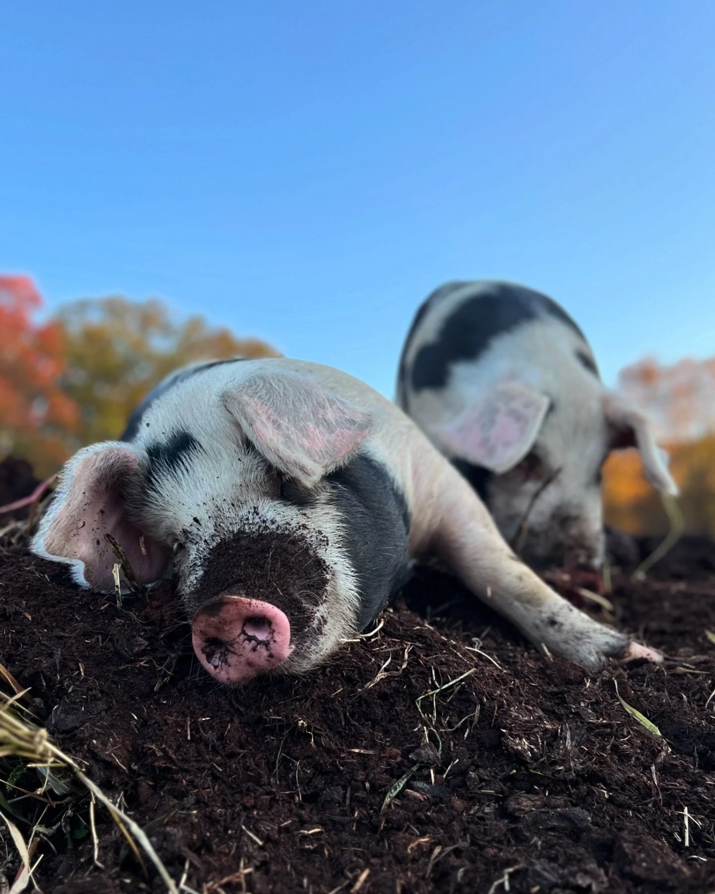 Oh, to be an #ArdenPig, soaking up the sun with your sisters on an unseasonably warm late October afternoon. 🐽🍂 #ArdentHomesteader #HudsonValley #HomesteadLife