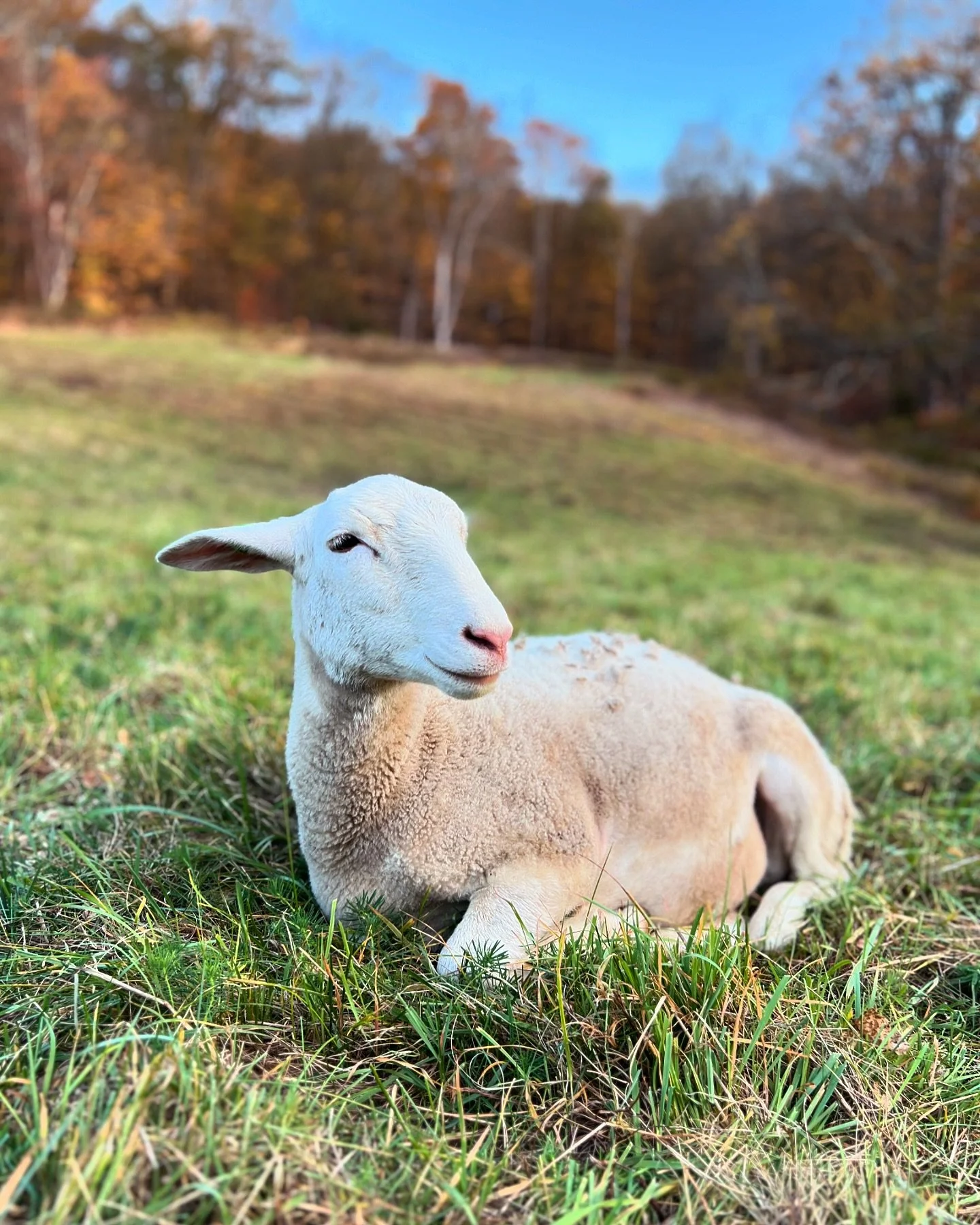 Autumnal Alice. #ArdenSheep #ArdentHomesteader #HudsonValley #HomesteadLife