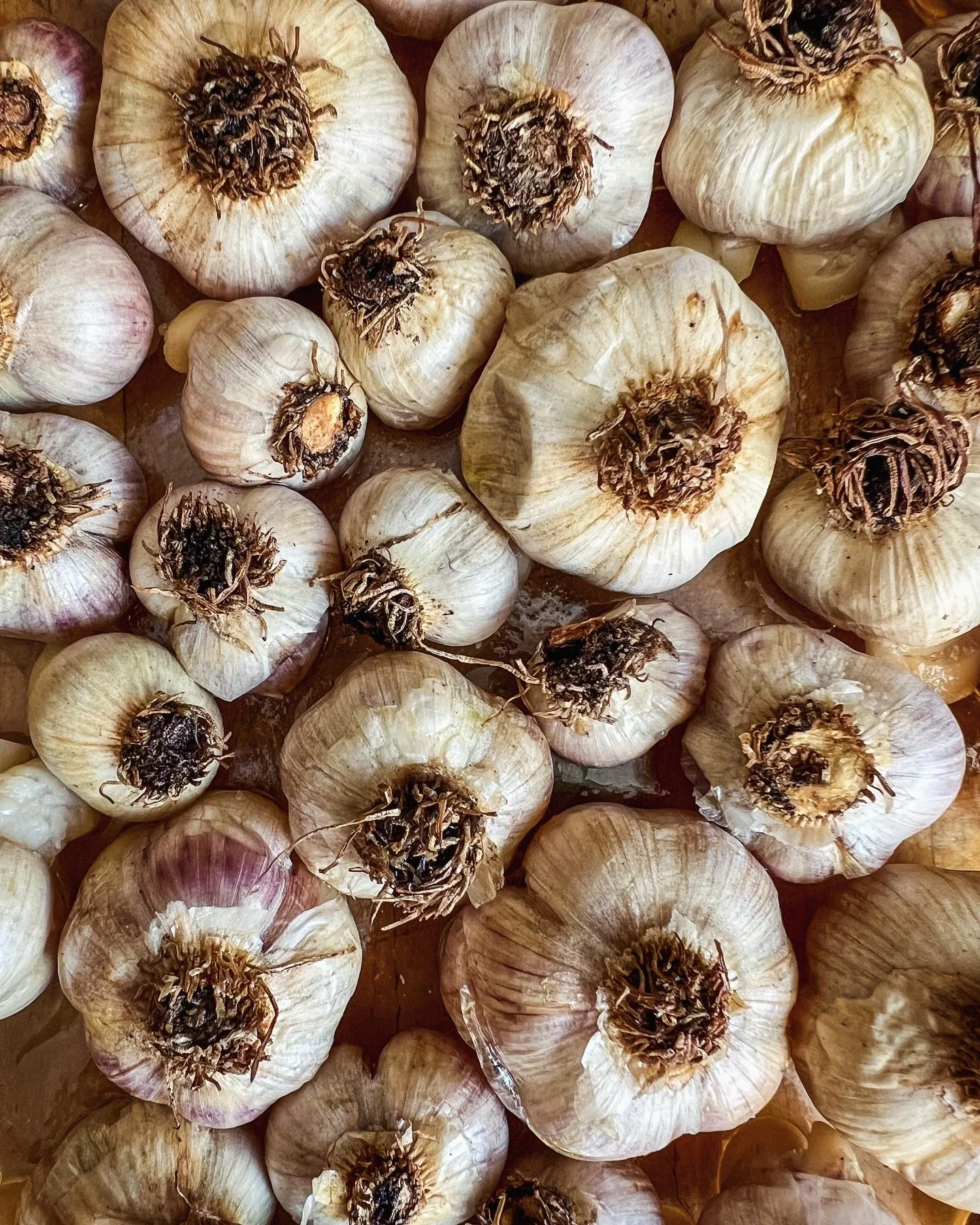 Join me this weekend at the Lyndhurst Autumnal Gothic Market for a treat that&rsquo;s as hauntingly delicious as the event itself. 🦇 

I&rsquo;ve received so many requests for my garlic-infused caramel creations from Garlic Fest that I couldn&rsquo;