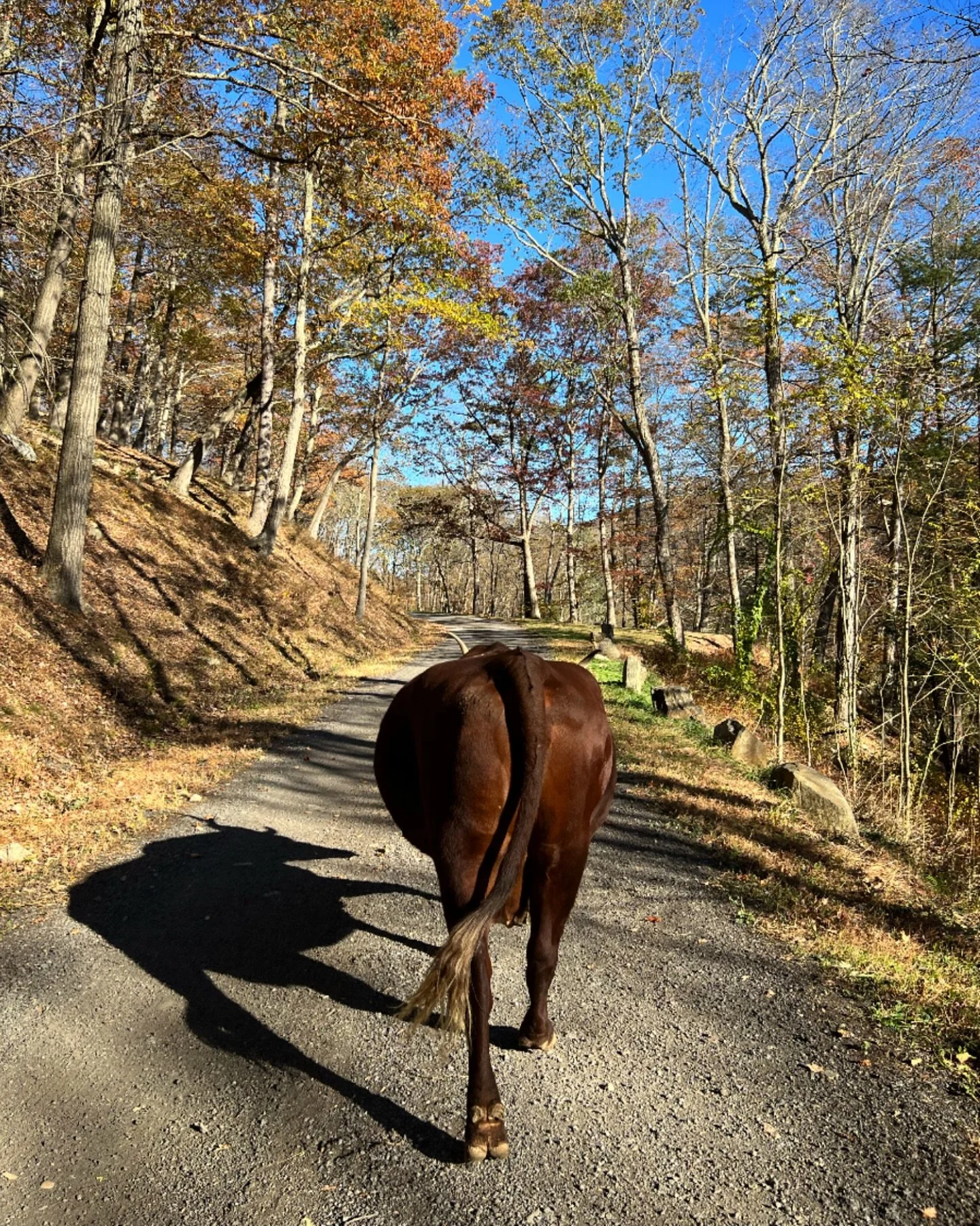 Taking the scenic route #Autumn #ArdenCows #HudsonValley #ArdentHomesteader #HomesteadLife