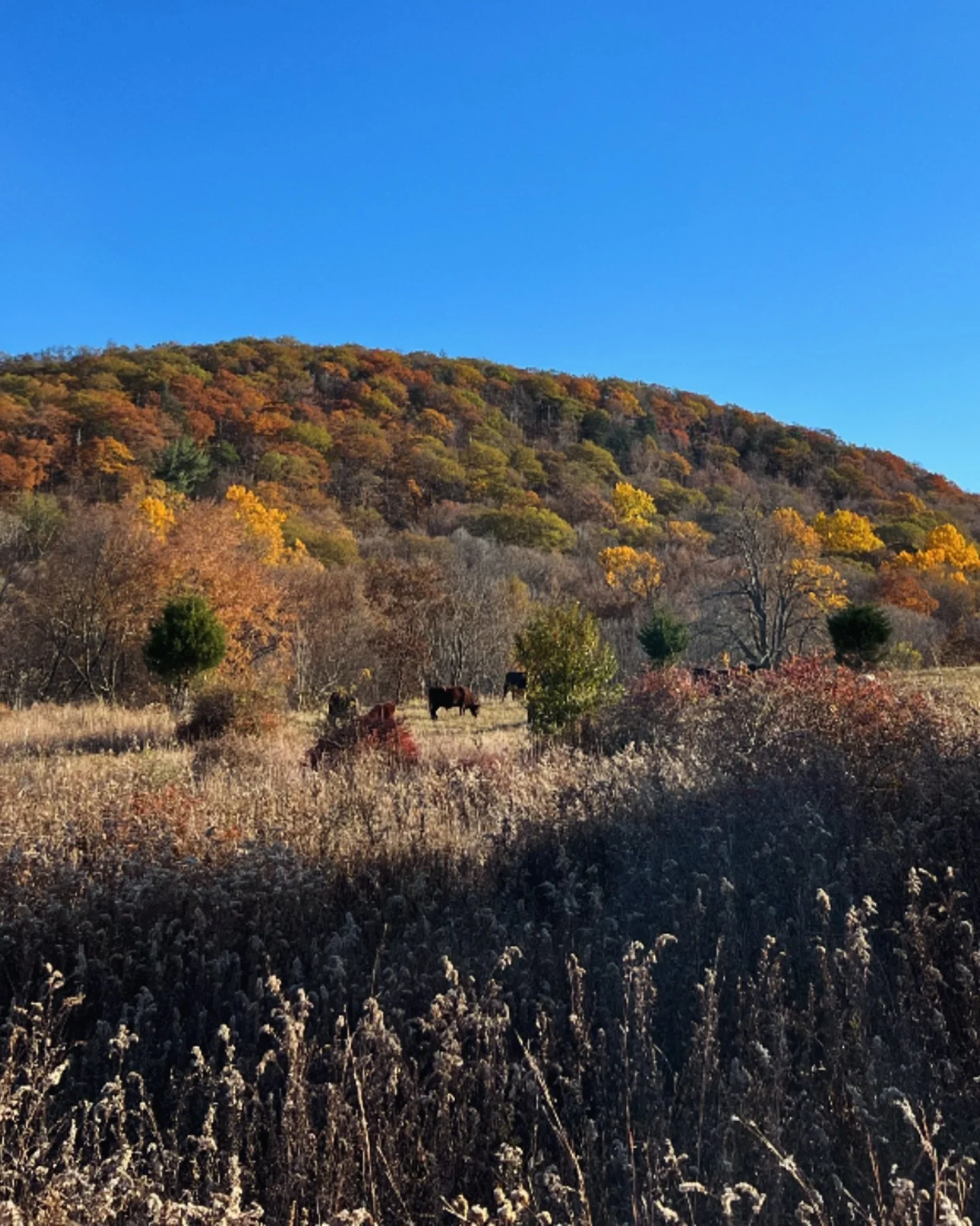 Autumn views for days 🍂 #ISpy #ArdenCows #ArdenSheep #HudsonValley #HomesteadLife