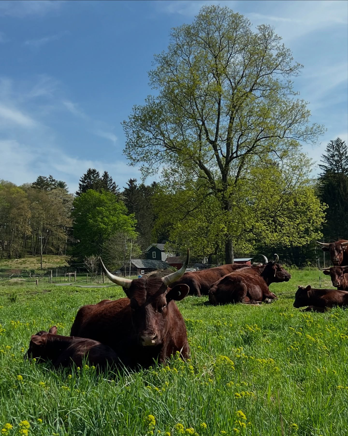 Violet and Tam, lounging in the sun-drenched, lush pasture with the rest of the #ArdenCows (they rejoined the herd a few days ago—#CowTV backlog coming soon!).