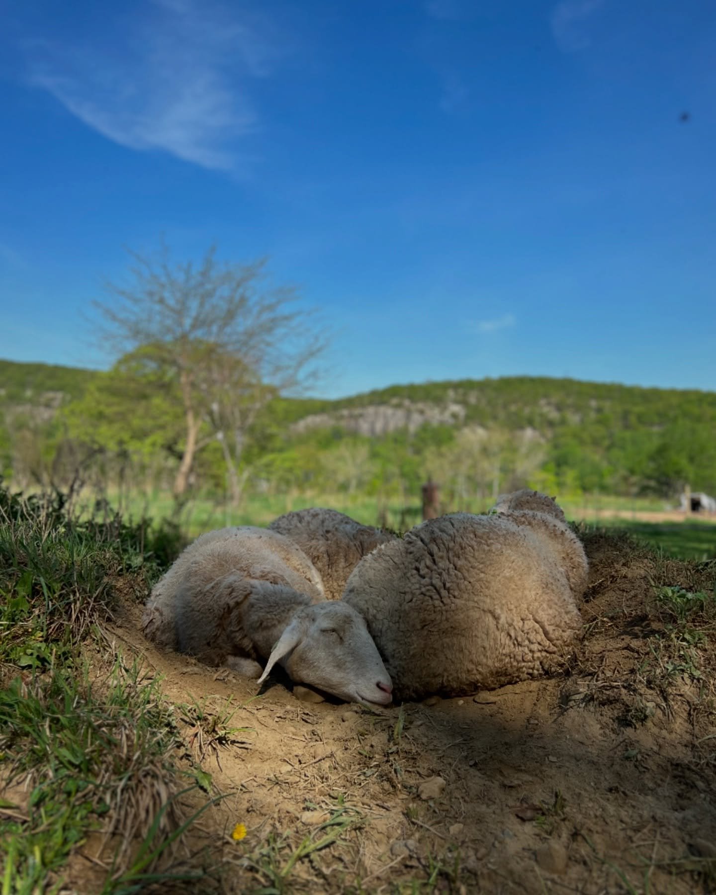 Last week the #ArdenSheep dug a scrape to keep cool and piled in—a proper cuddle puddle.
They left early this morning for the processor, and while today is a heavy one, we’re so grateful for the time we had with these quirky little ones