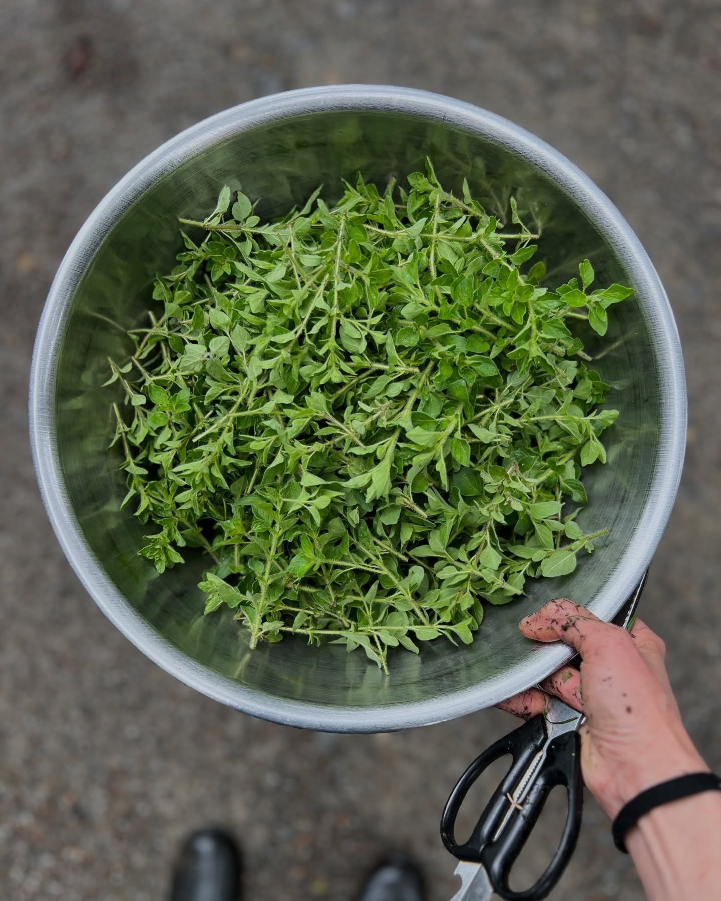 Oregano time. 🌿 We’ve been harvesting and drying our own for years now and haven’t bought a jar since. The flavor? Way more intense than anything I used to get at the store—and it couldn’t be easier.
I use @testkitchen&rsquo
