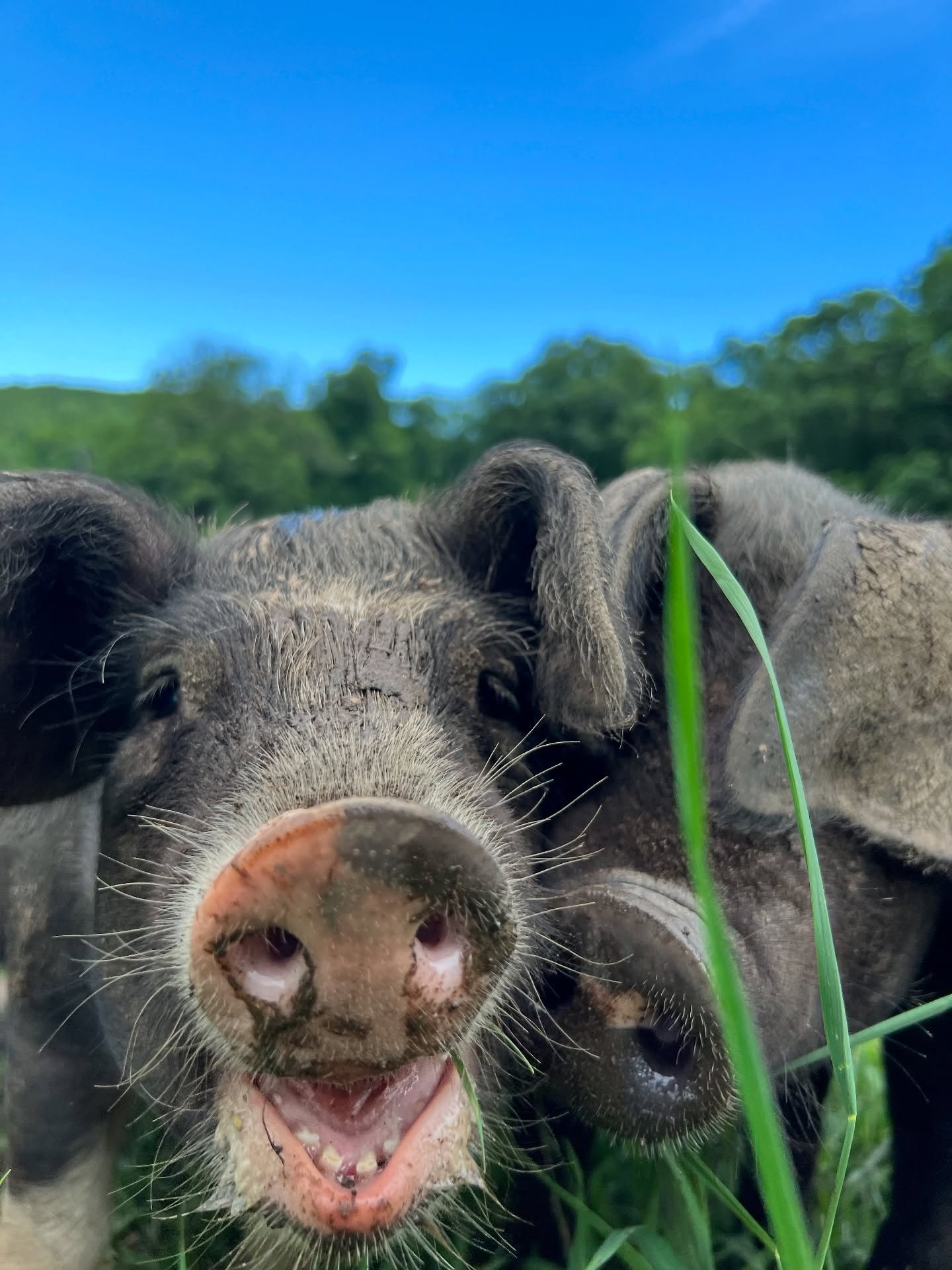 Hi 👋🏼 it’s been a while. Things have been BUSY behind the scenes—more soon (including @winterthurmuse prep!)—but first, a familiar face or two. #ArdenPigs