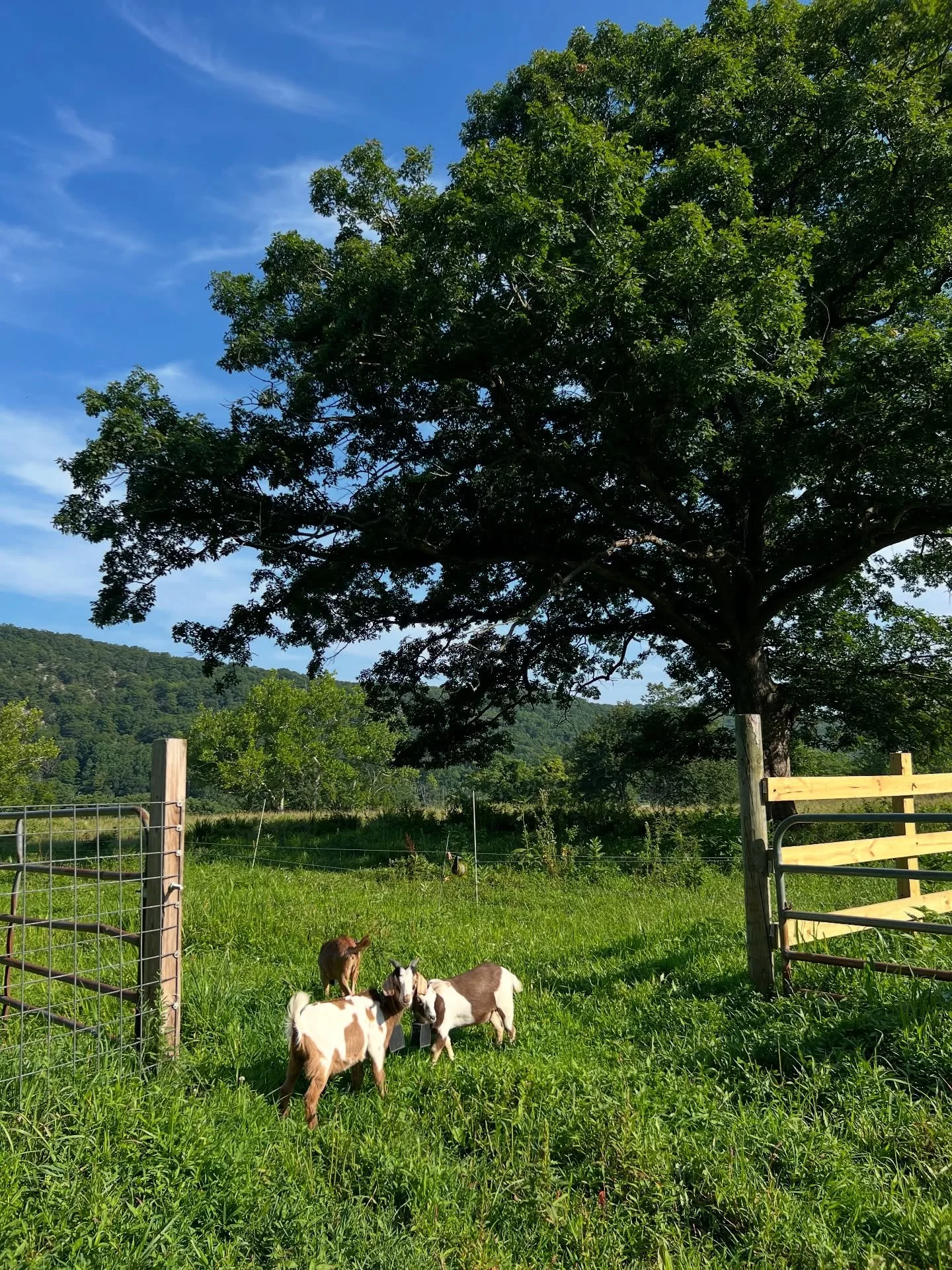 Our new friends were turned out on pasture today. 🌱 #ArdenGoats #flerding #MultiSpeciesGrazing