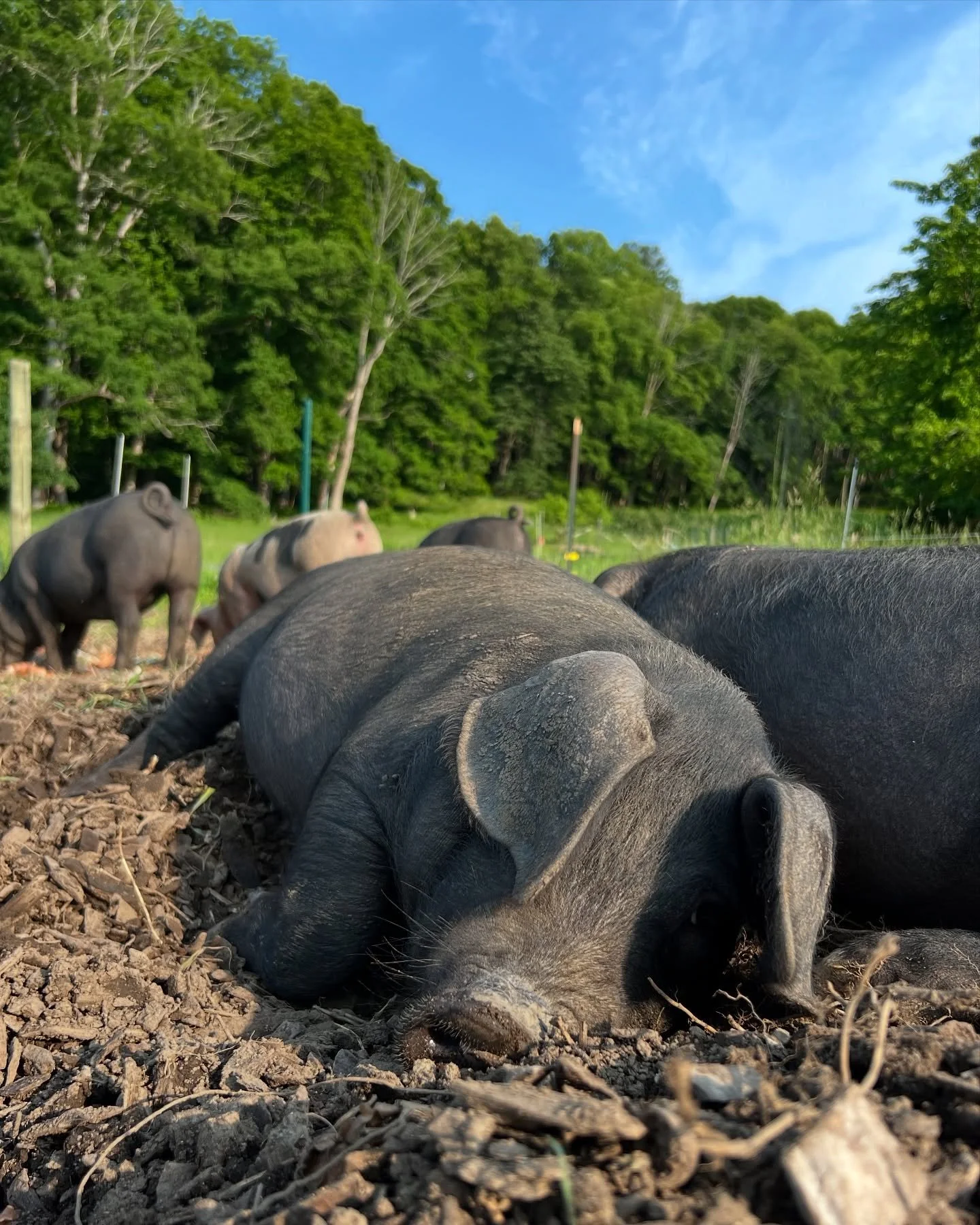 Me too, pig.
Flat out exhausted in the best way. @fieldandsupply Spring MRKT was a whirlwind—rain, shine, and most of all, good vibes. Grateful for the connections, conversations, collabs (!), and community. Huge thanks to everyone who made t