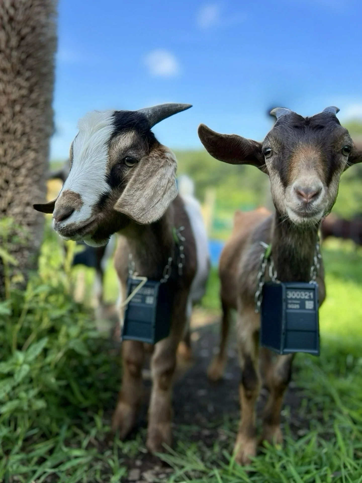 Labor Day plans? We’ve herd @ardenthomesteader will be at @poundridgeflea this Monday! You’ll find caramel, snacks, and plenty of good vibes — we kid you not, here are the details:
☀️ Pound Ridge Artisan & Vintage Flea
🗓️ Mond