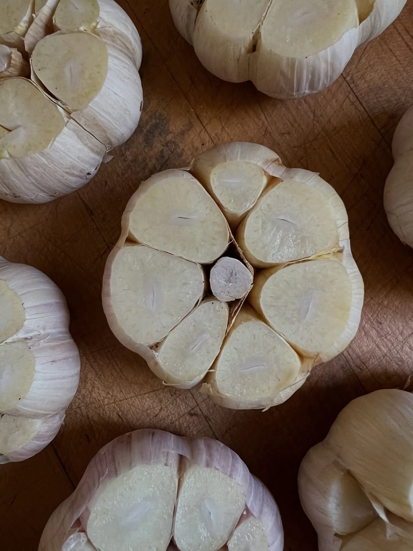 GARLIC FEST SEASON IS HERE ✨ 🧄 ✨
This Saturday I’ll be at the Mohawk Valley Garlic & Herb Festival with plenty of #CaraSelCaramel and special treats made with garlic from my friends at @bialasfarms, @rockerboxspiceco, and Rolling Rock Sa