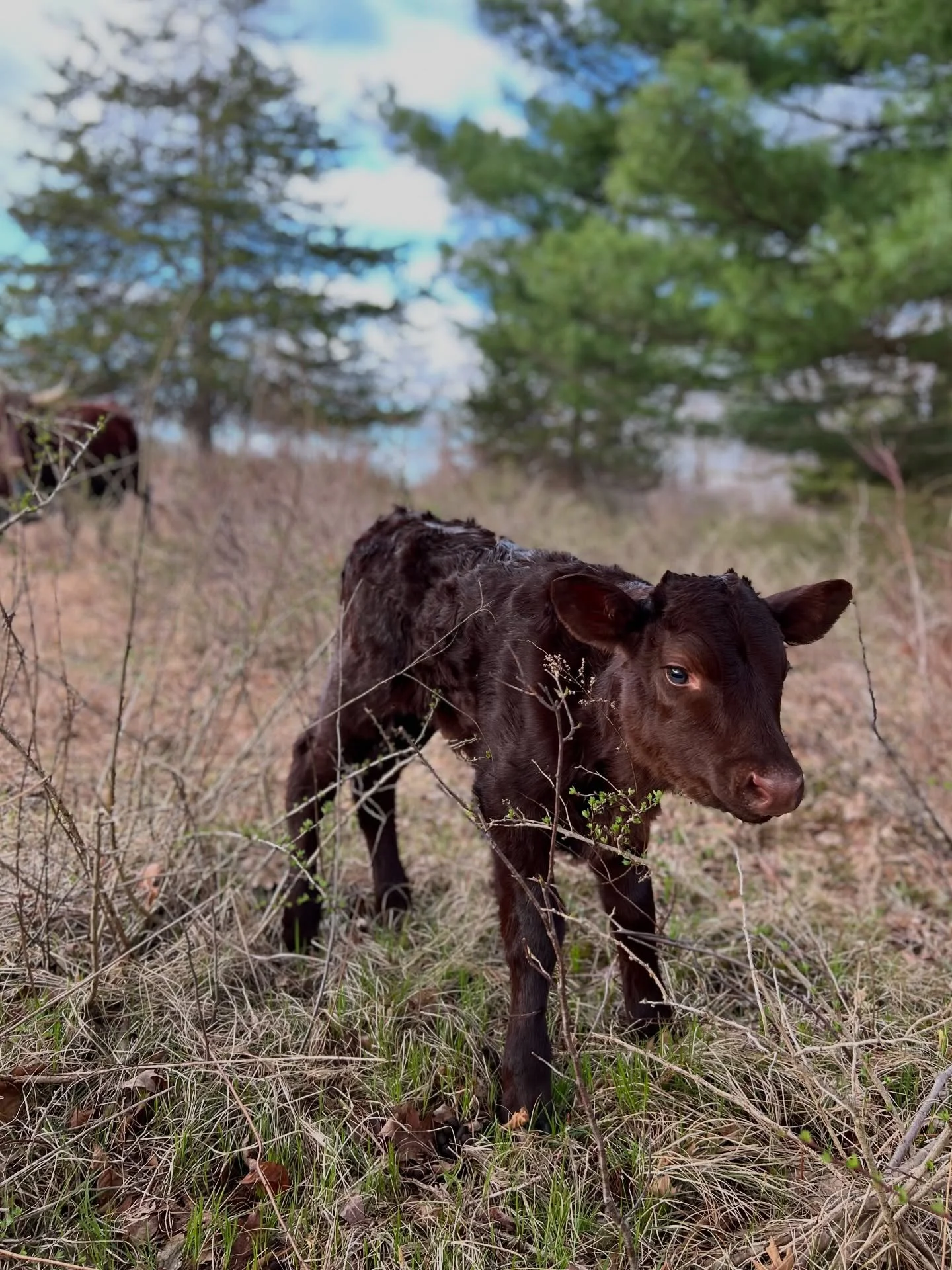 New life in the fields. Welcome, little one. 🤎 #ArdenCows