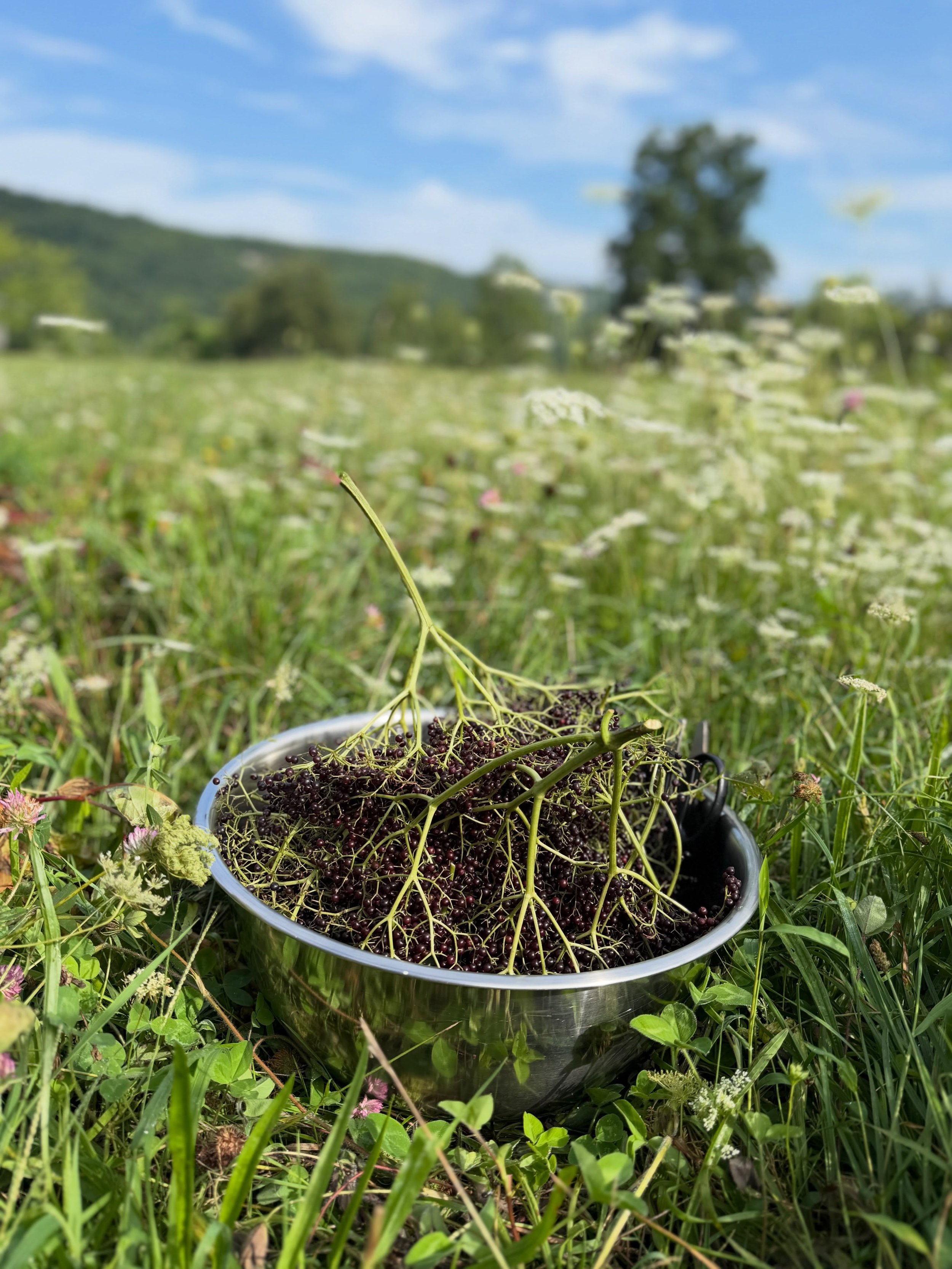 Our giant volunteer elderberry just keeps on giving. This is harvest number four&mdash;and quite possibly the biggest umbel I have ever seen. 💜