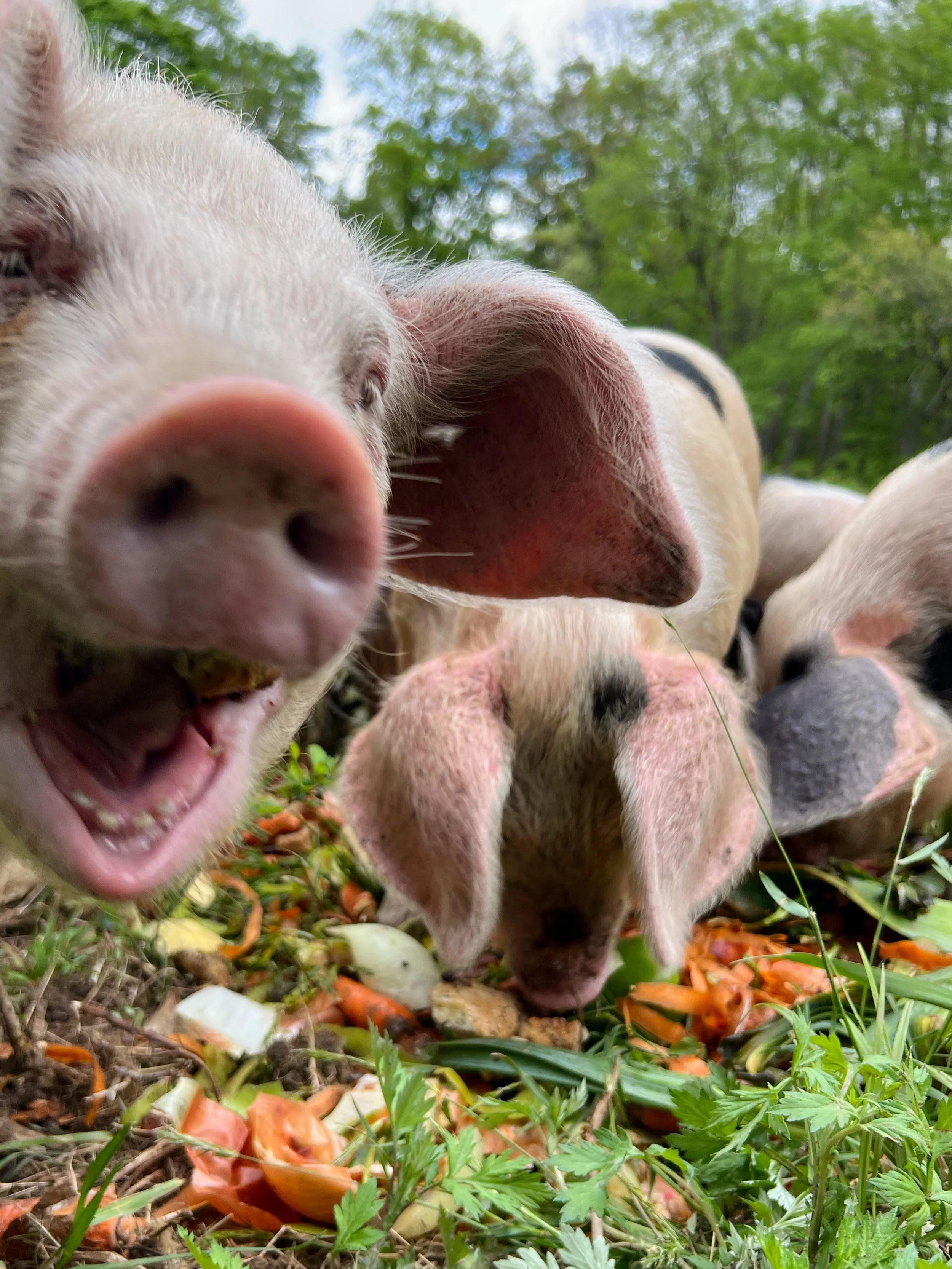 Thanks for the treats*, @dottieaudreysbakery! 

with 🩷, 
the #ArdenPigs

*pre-consumer food scraps &mdash; saved by Dottie&rsquo;s and picked up by us. Happy pigs + less food waste. ♻️💚