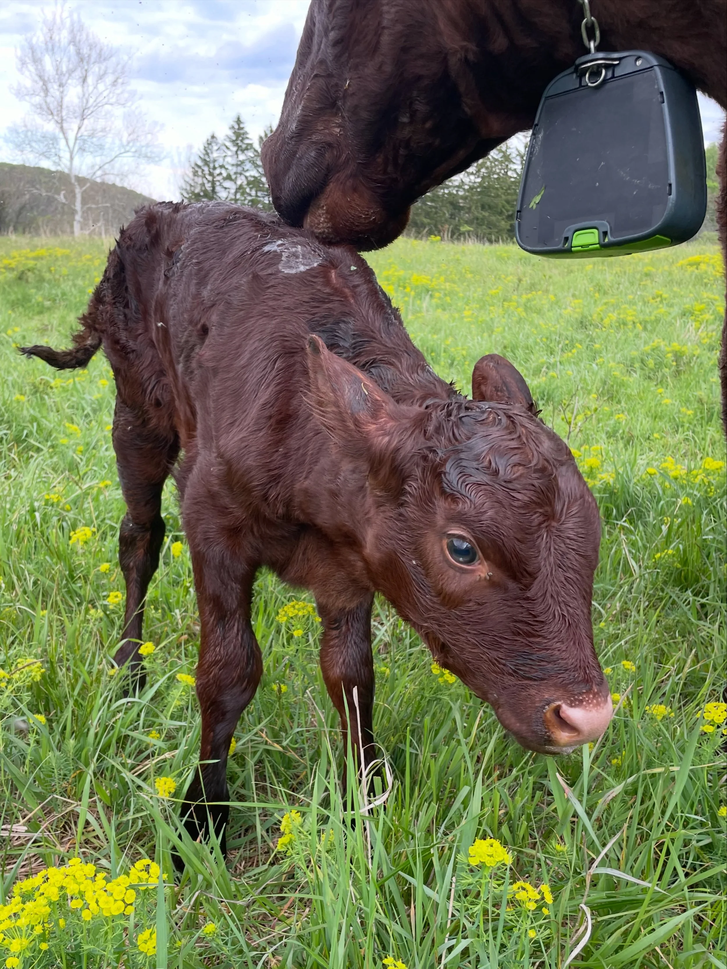 A Mother&rsquo;s Day calf (her first heifer!) for Daisy. 🌼 

📸: @ardentfarm #ArdenCows