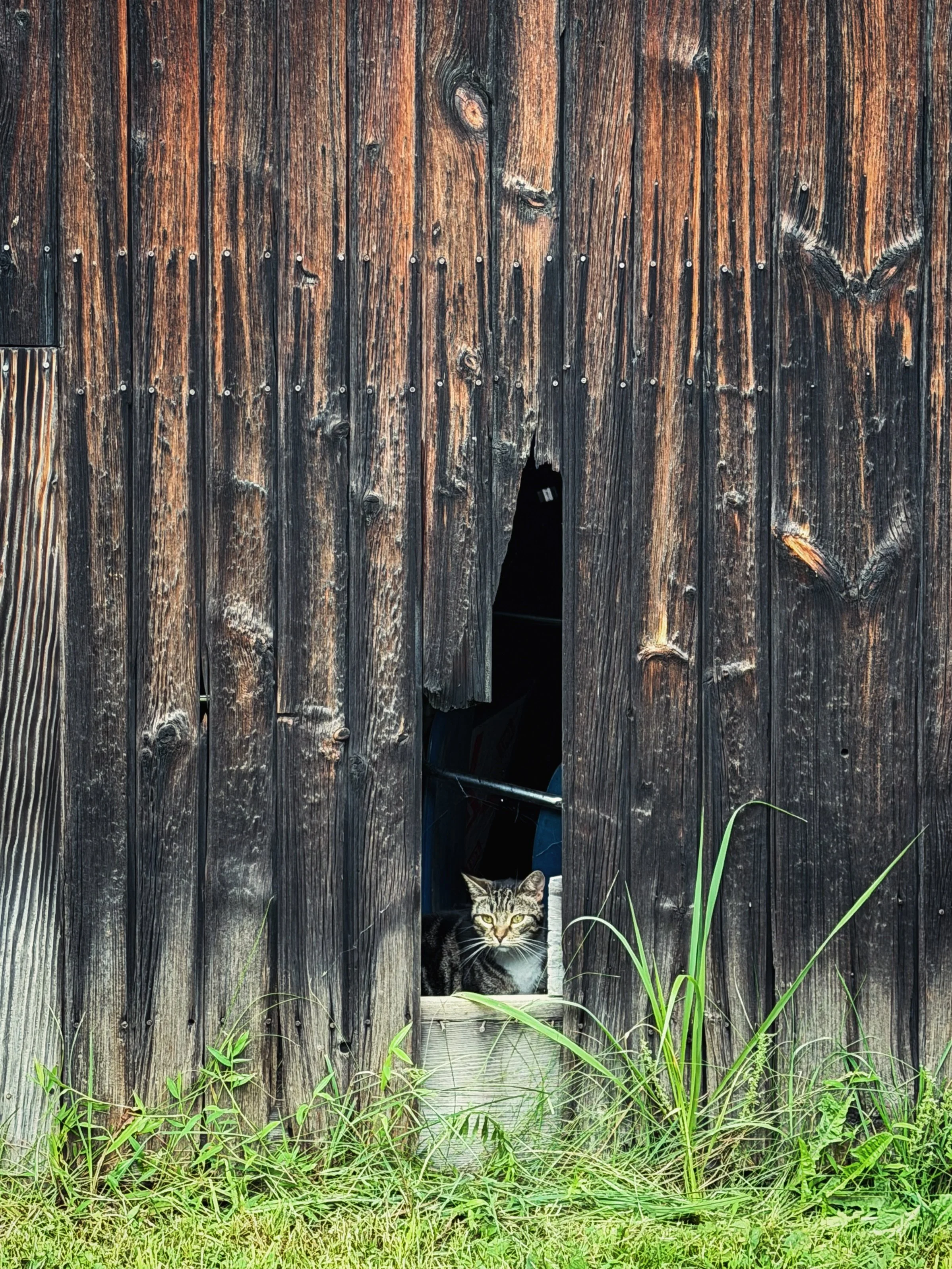 Somehow, it&rsquo;s September. Here&rsquo;s a little look back at some of what filled August&hellip;

1. barn cat peeking
2. new season of #ChickTV
3. chanterelle foraging success
4. first BLTs of the year
5. inverted jar during production 🤎
6. my M