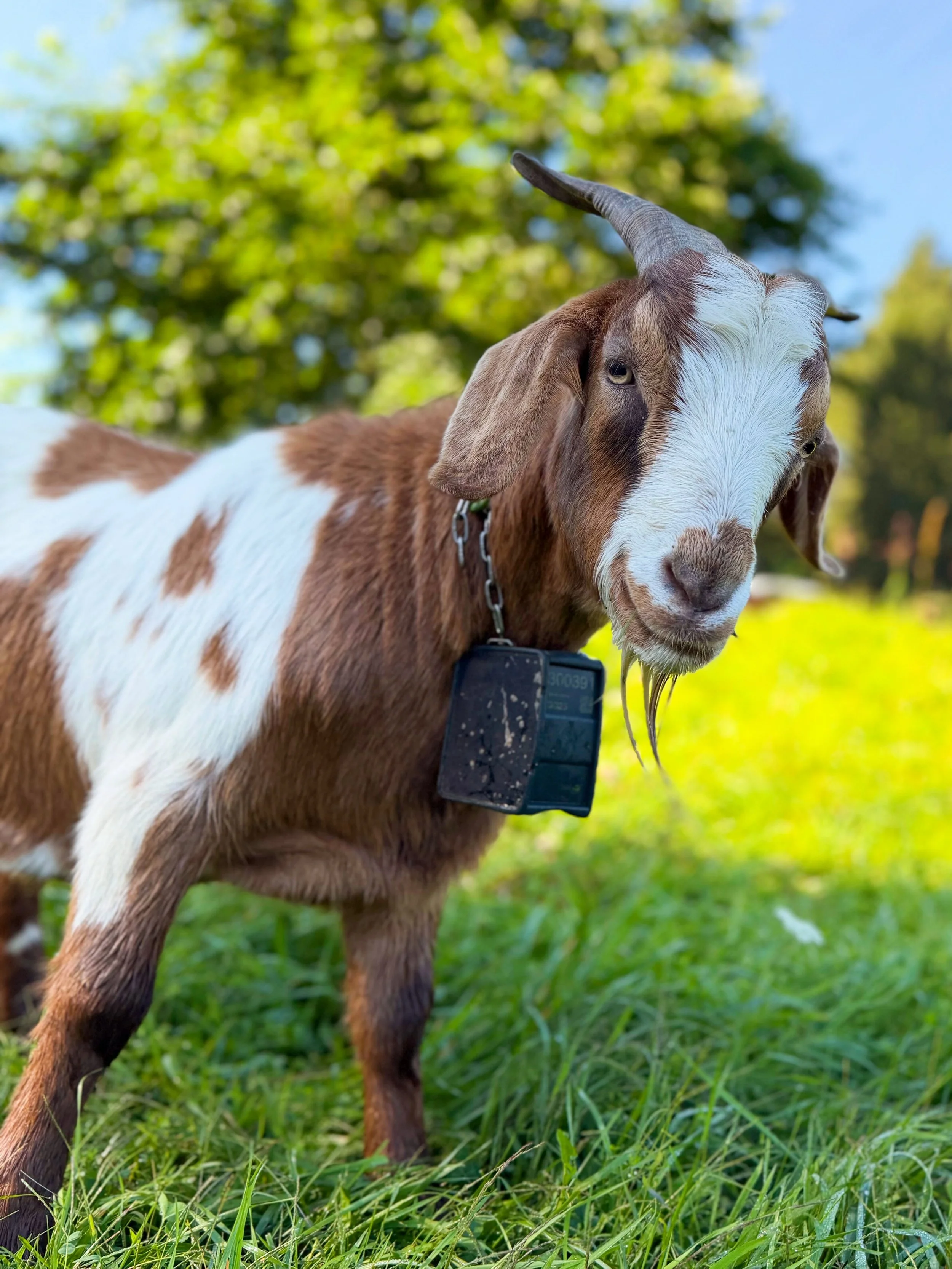 Leaning into the short week like&hellip;#ArdenGoats
