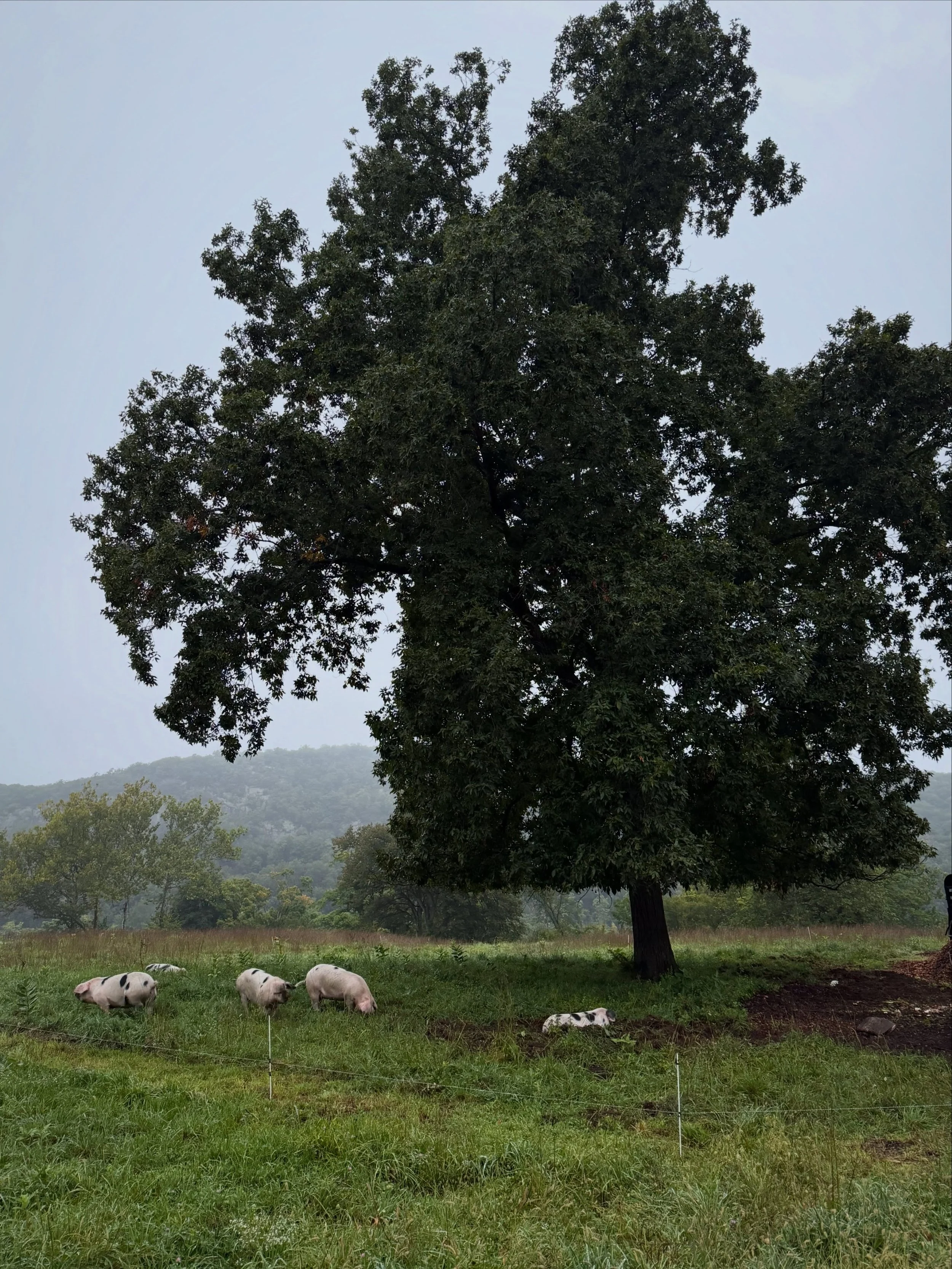 Every year, once the nuts begin to fall from our pignut hickory, the pigs move underneath it and become what Dave affectionately calls the Nussvakuums&mdash;German for &ldquo;nut vacuums.&rdquo; It&rsquo;s hard to think of a more accurate job descrip