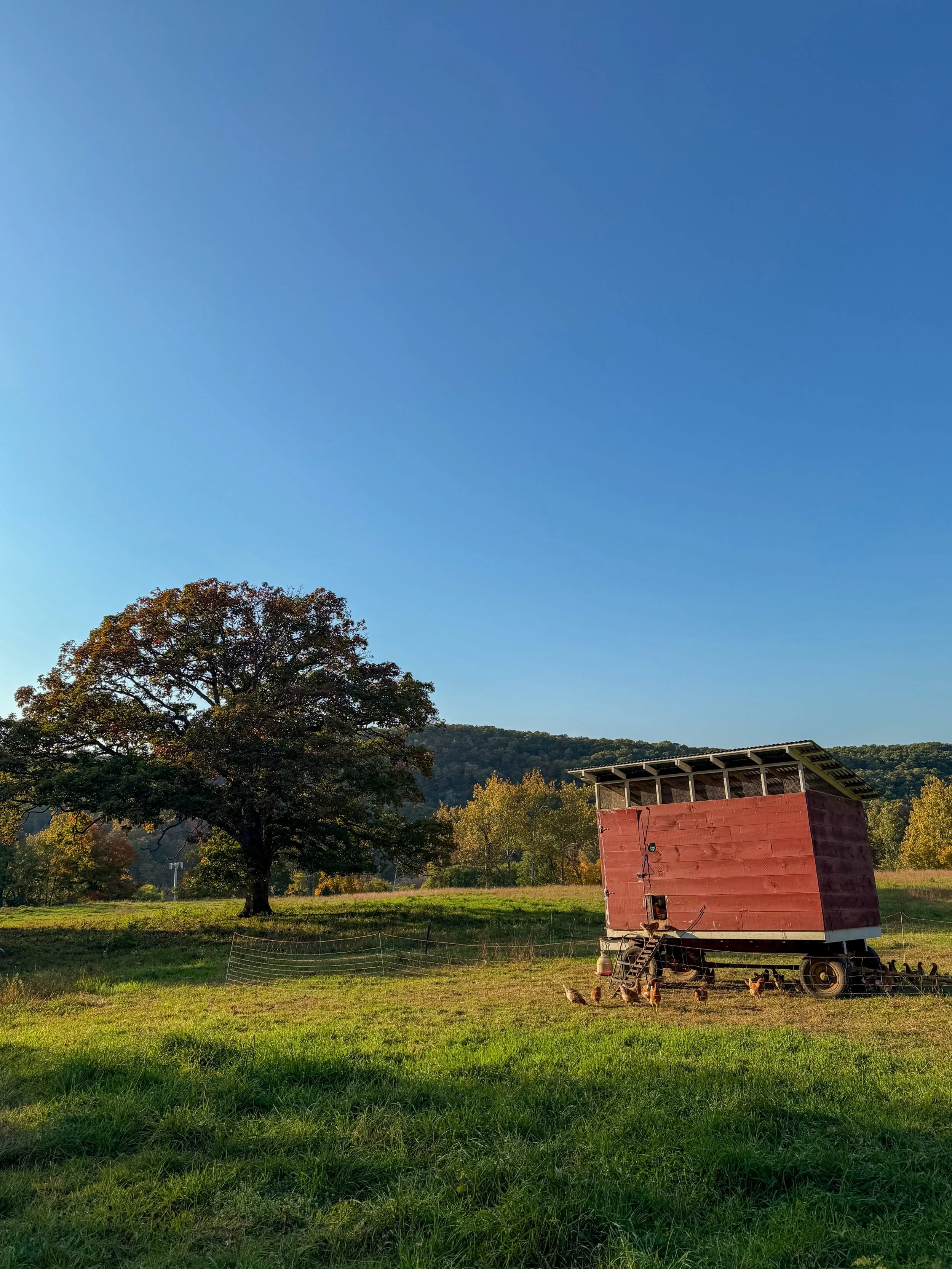A beautiful October day to visit the not-so-little-anymore chicks. 

#MightyOaksOfArden #ArdenBirds #ArdenHickory #HudsonValley #HomesteadLife