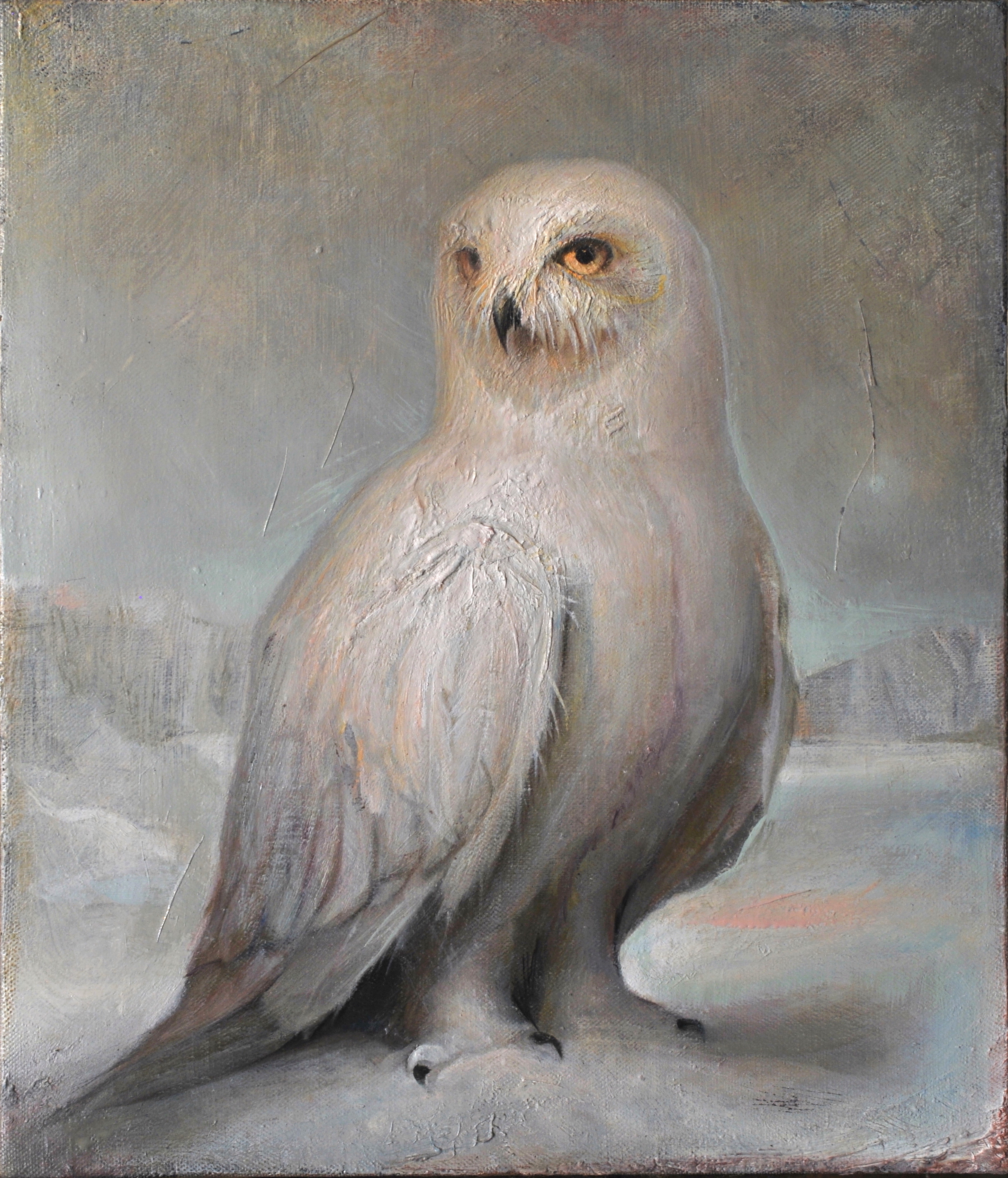 Snowy Owl  |  14" x 12"