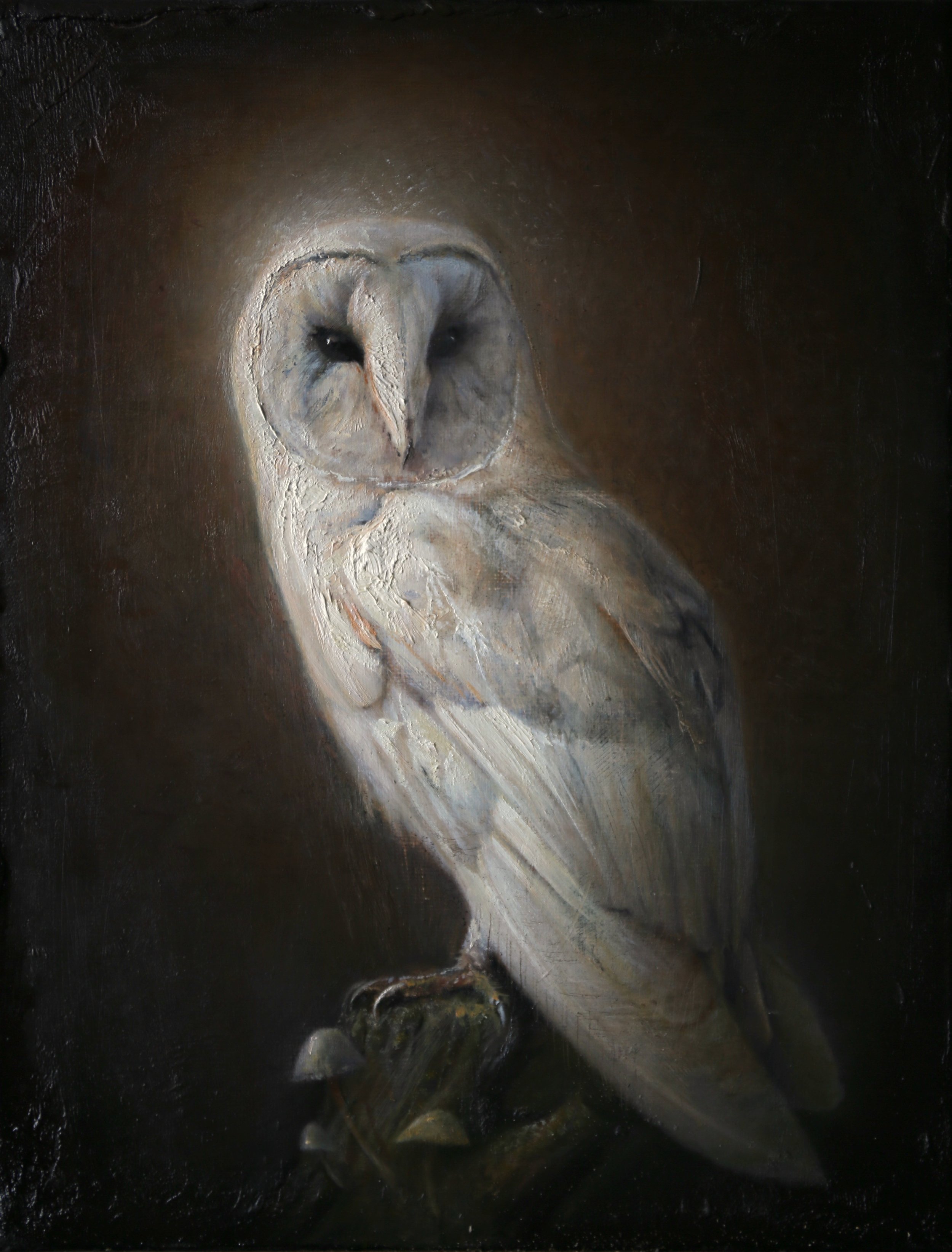 White Barn Owl | 14" x 11" (36cm x 28cm)