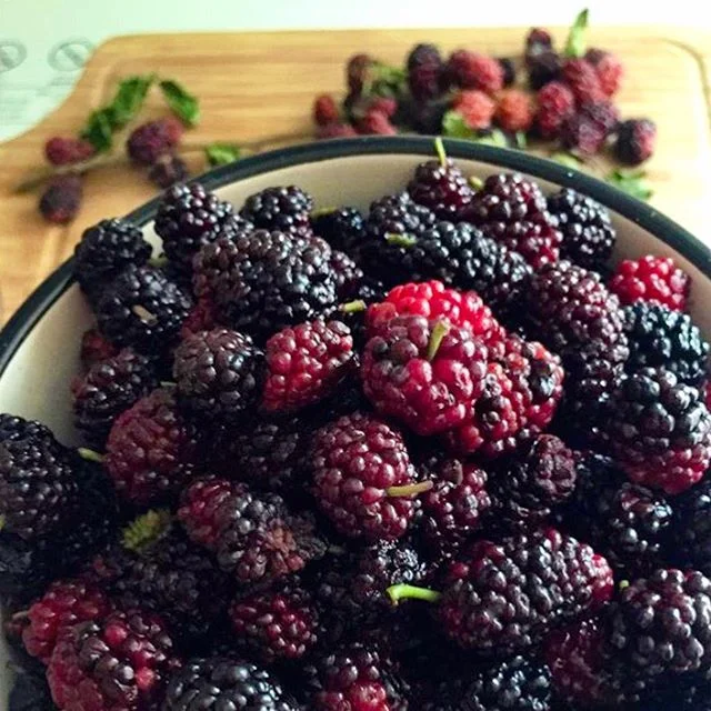 Mulberry goldmine 😍 
Have you ever tried one of these tasty treats? They are probably growing in your backyard, or your neighbors, or at the park down the street!

If you get your hands on them try them alone, on yogurt, in a pie, chia jam, frozen i