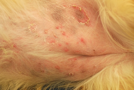 Dermatology 101 Animal Dermatology Allergy