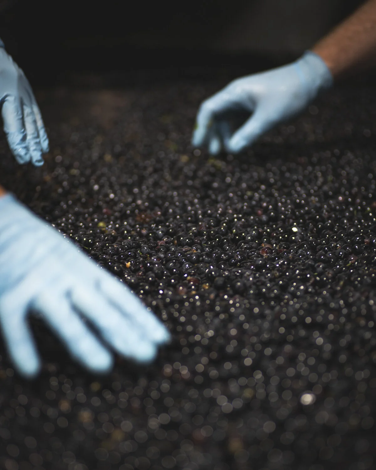 _RCW_Harvest_PinotNoir_Cellar__EGC9987.jpg