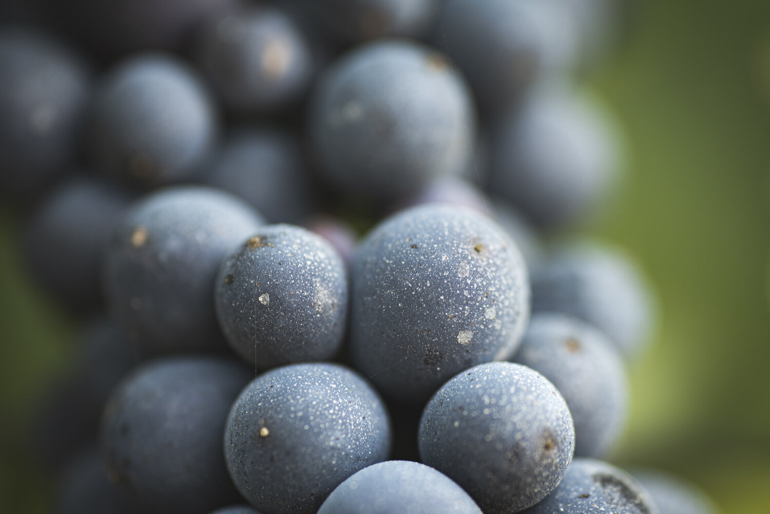 _RCW_Harvest_PinotNoir_Cellar__EGC9879.jpg
