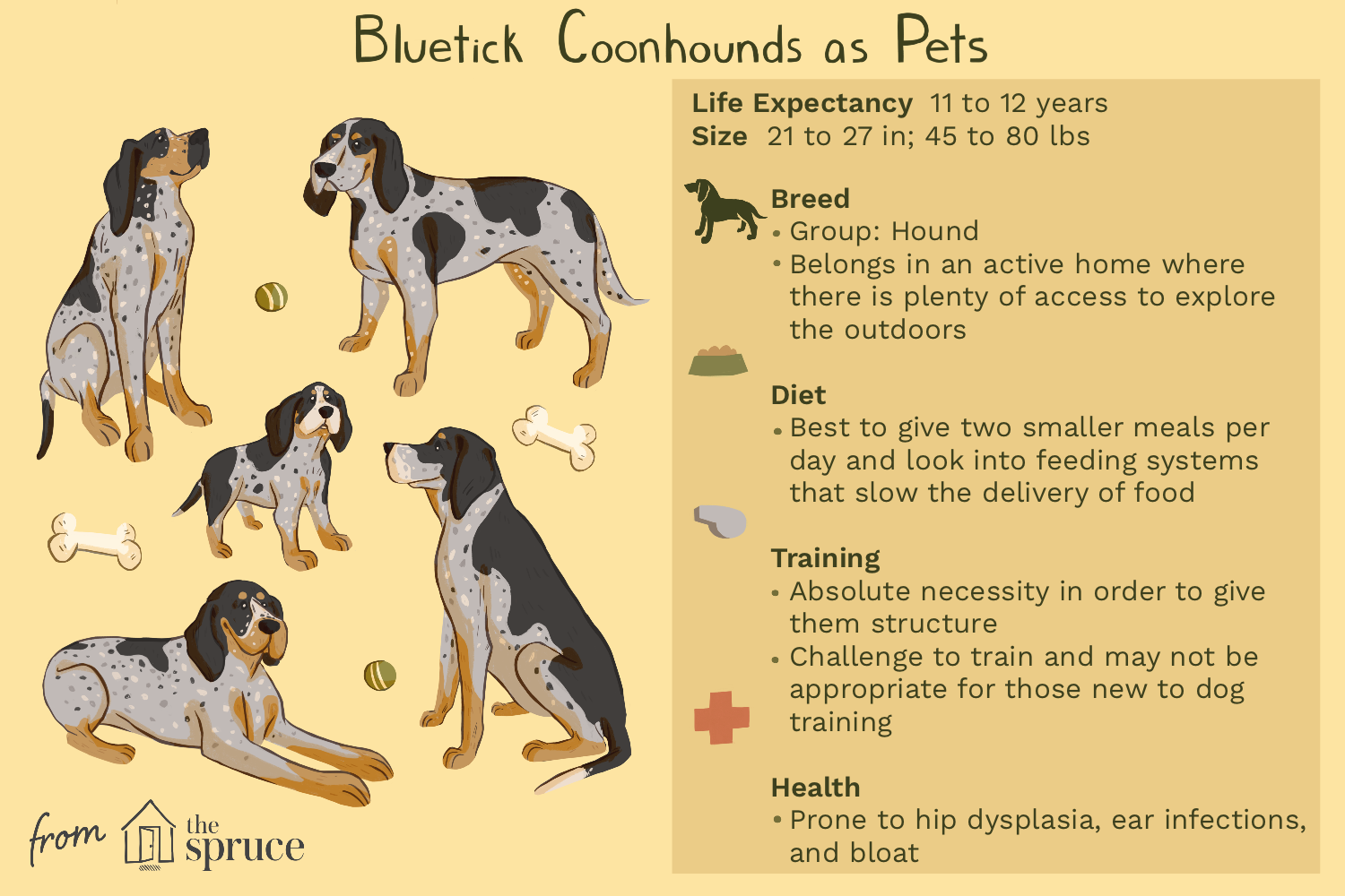 bluetick-coonhound-dog-breed-profile-1117911-v2.png