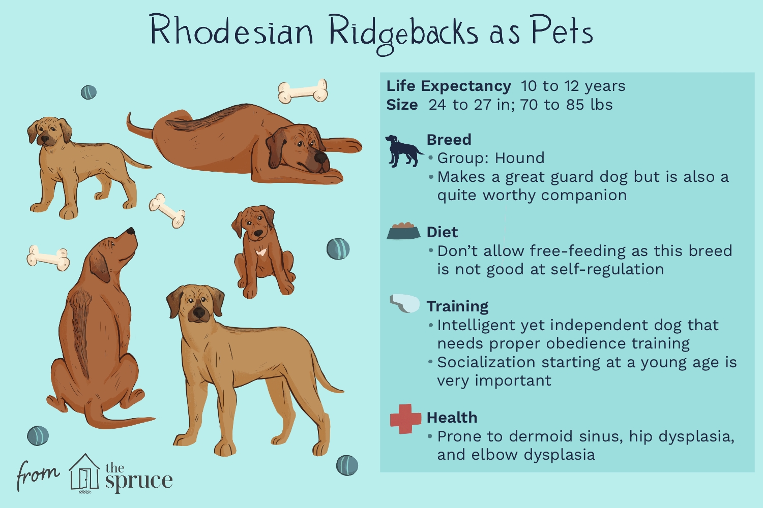 breed-profile-rhodesian-ridgeback-1117992-v2.png