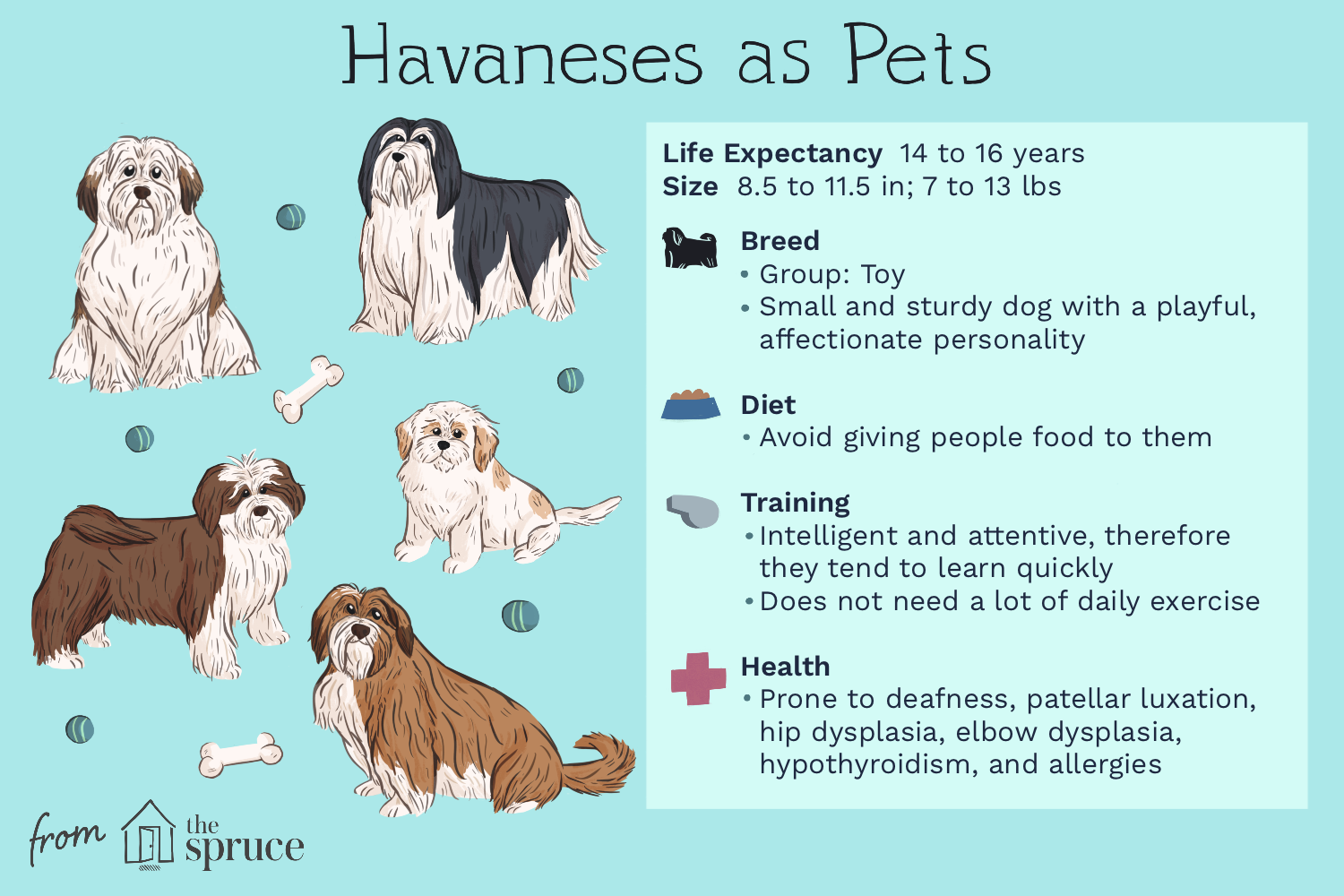 havanese-dog-breed-profile-1117974-v2.png