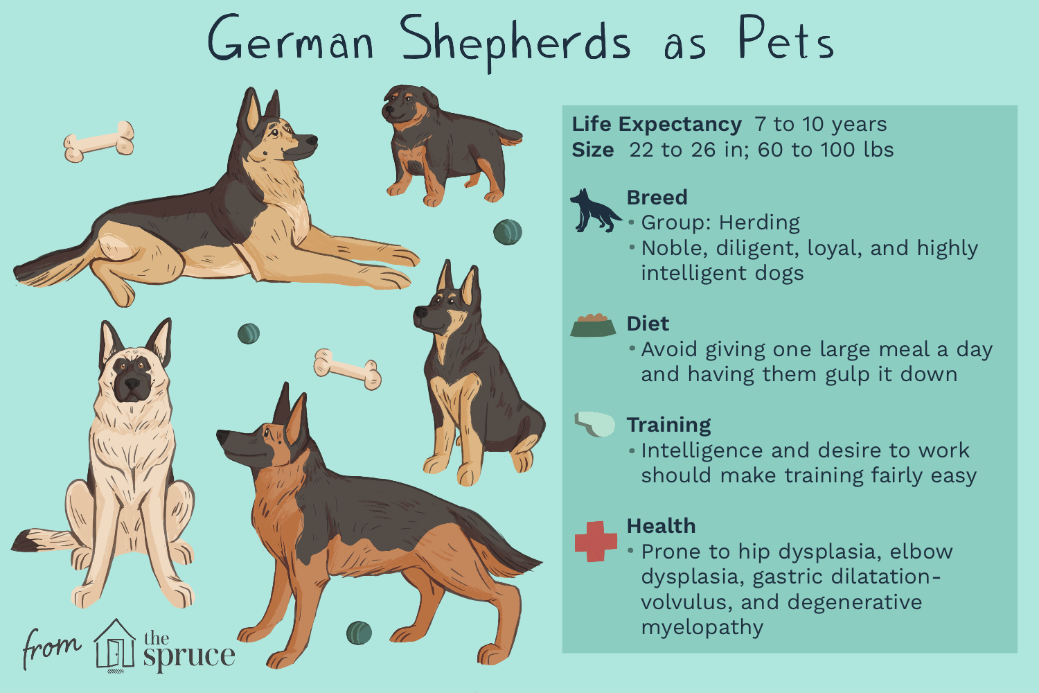 why are german shepherds so smart