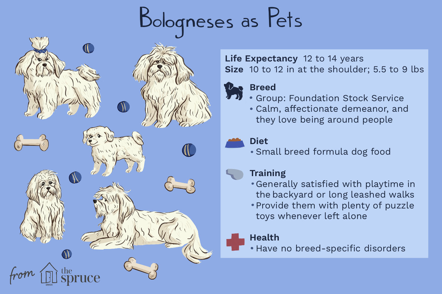 bolognese-dog-breed-profile-4589303-v1.png