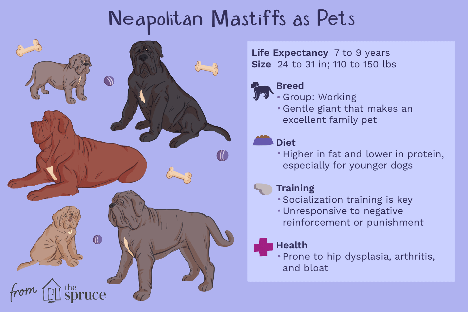 neapolitan-mastiff-dog-breed-4177786-v2.png